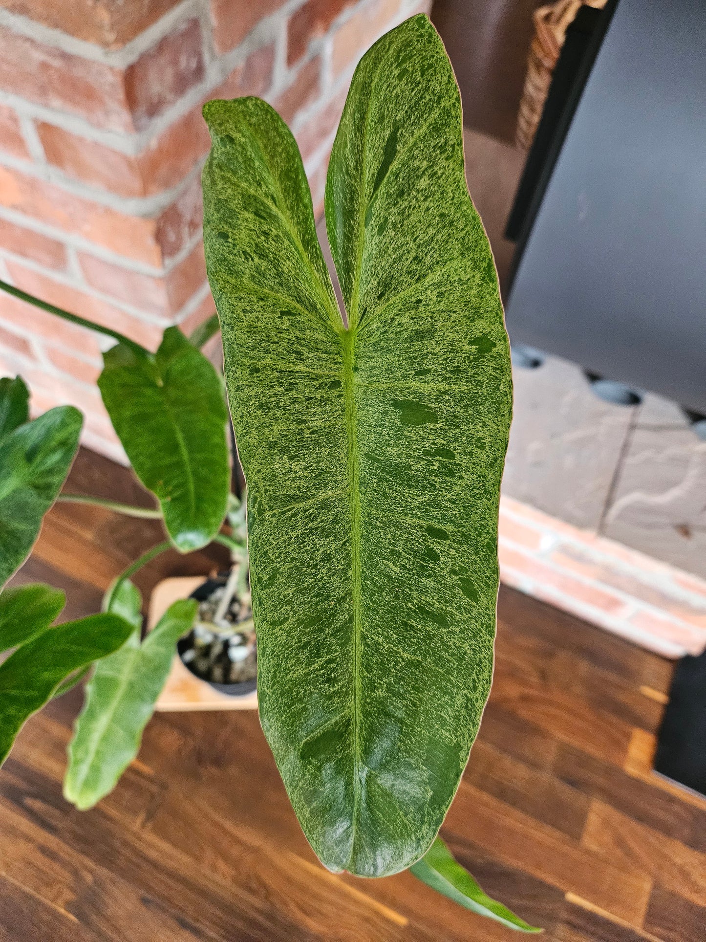 Philodendron Paraiso Verde ganze Pflanze