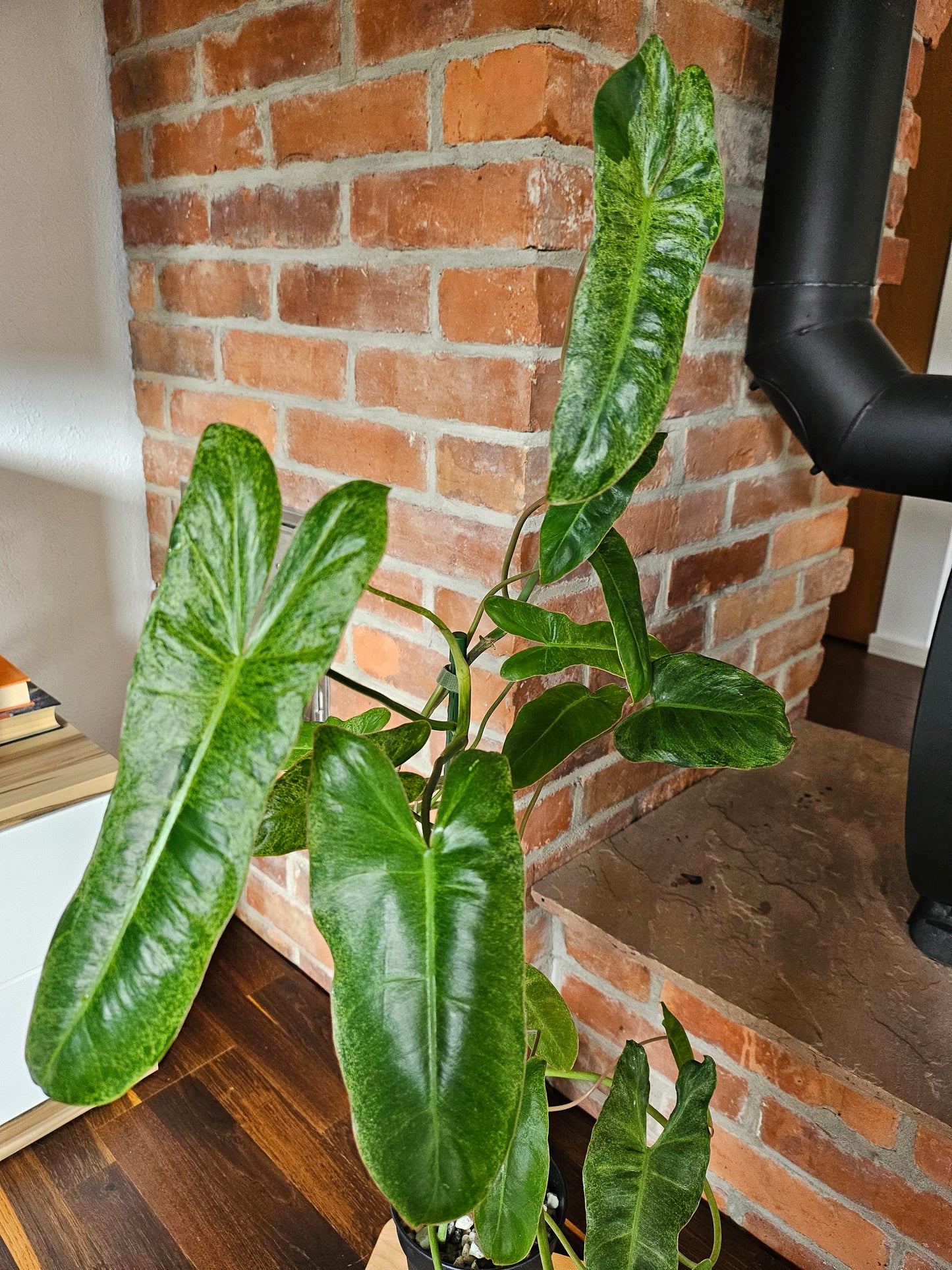 Philodendron Paraiso Verde