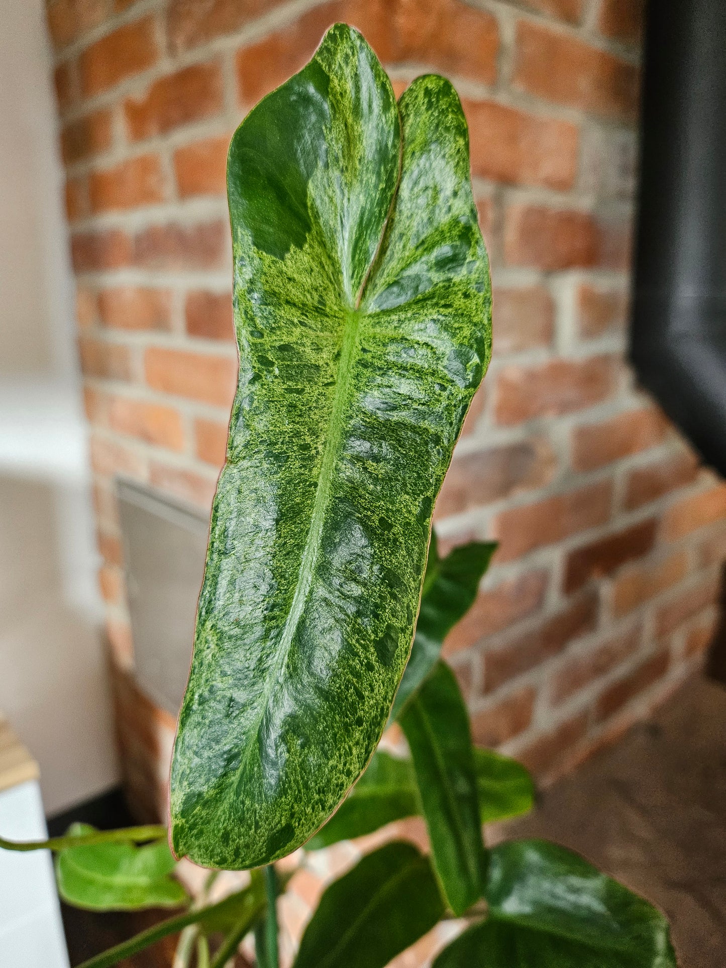 Philodendron Paraiso Verde