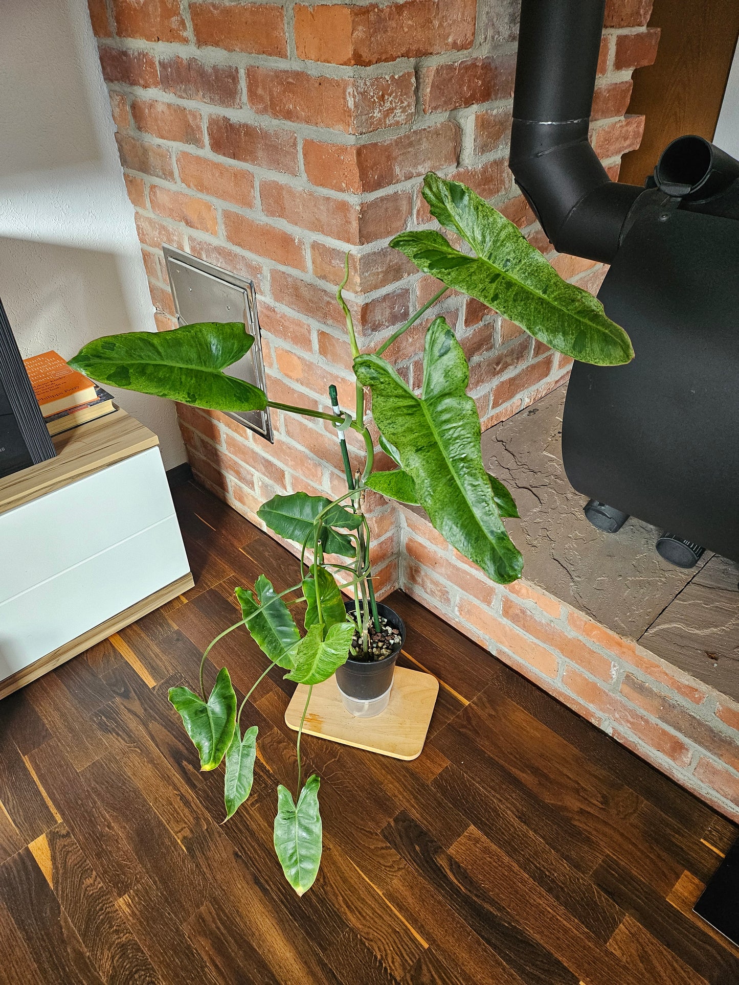 Philodendron Paraiso Verde