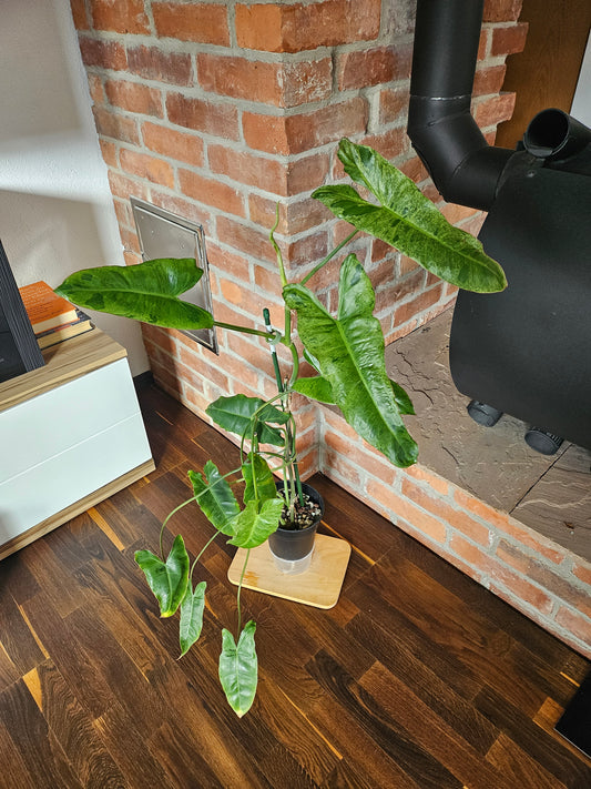 Philodendron Paraiso Verde