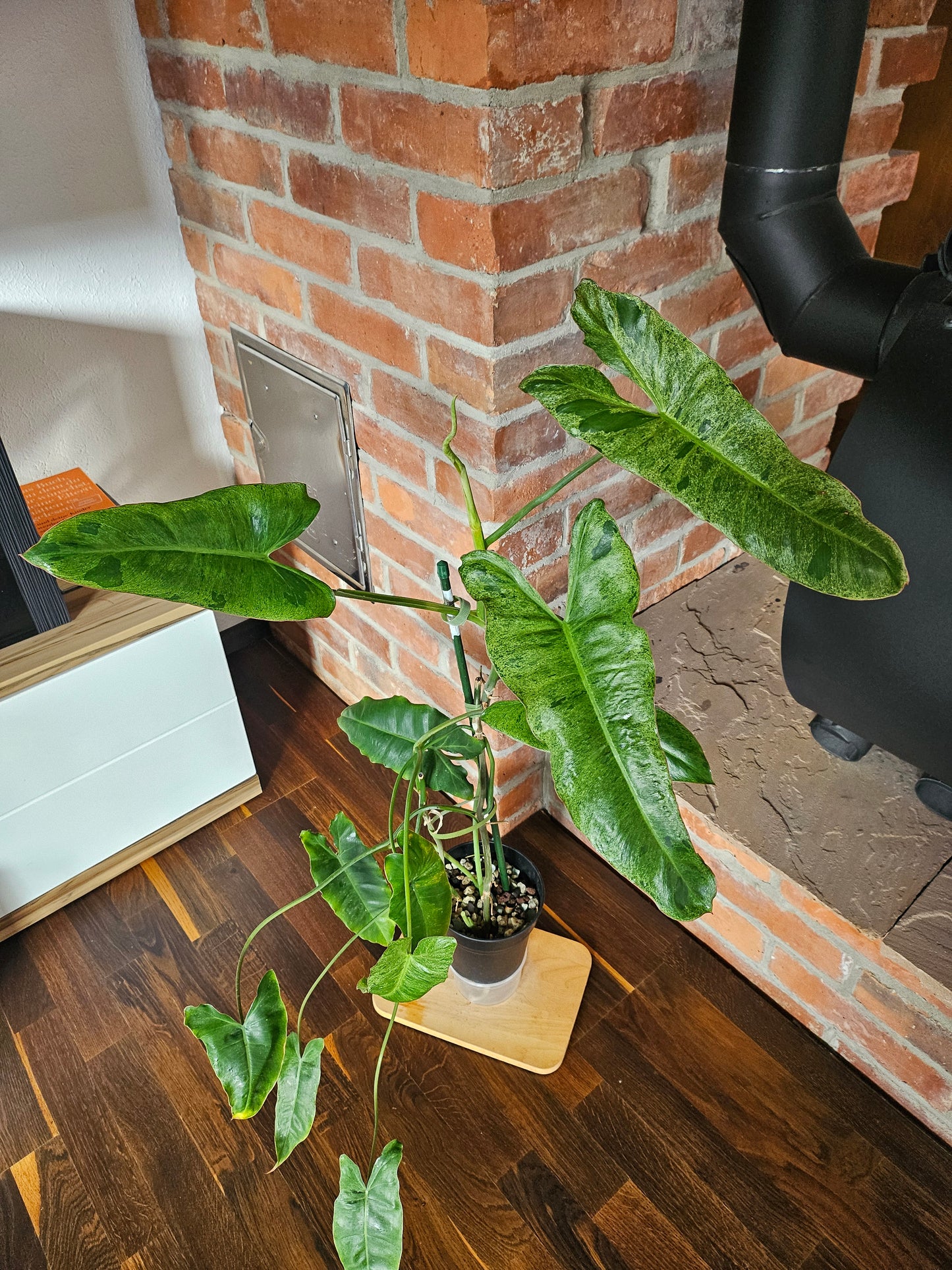 Philodendron Paraiso Verde