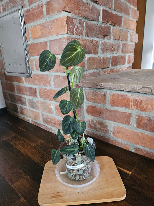 Philodendron Melanochrysum
