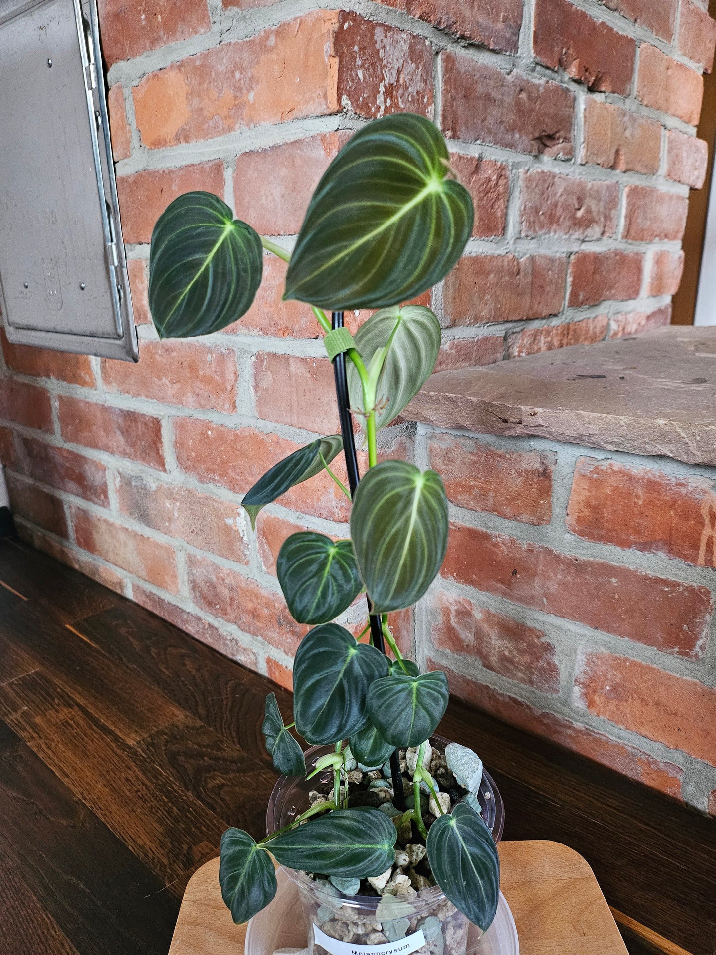 Philodendron Melanochrysum