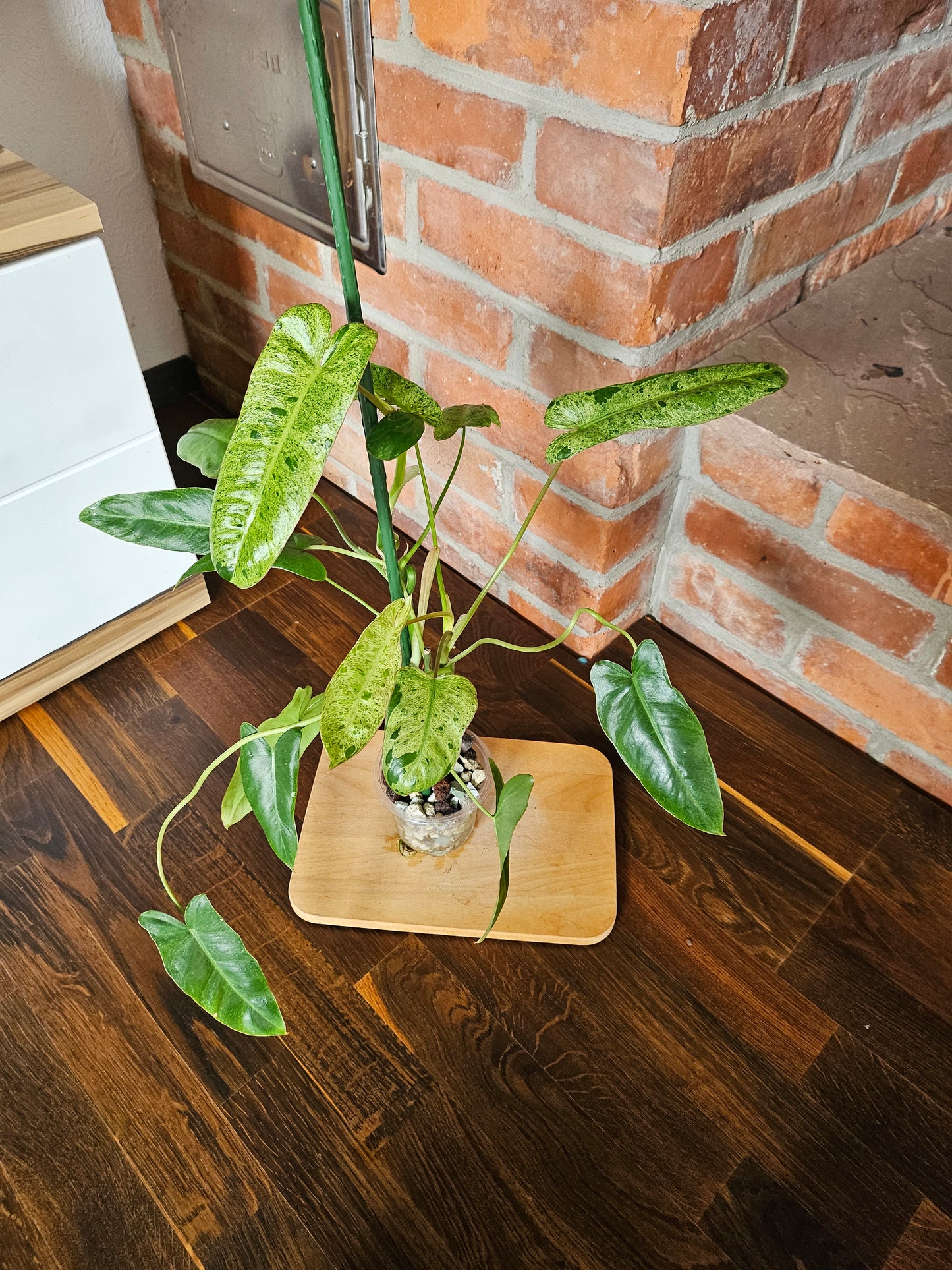 Philodendron Paraiso Verde ganze Pflanze