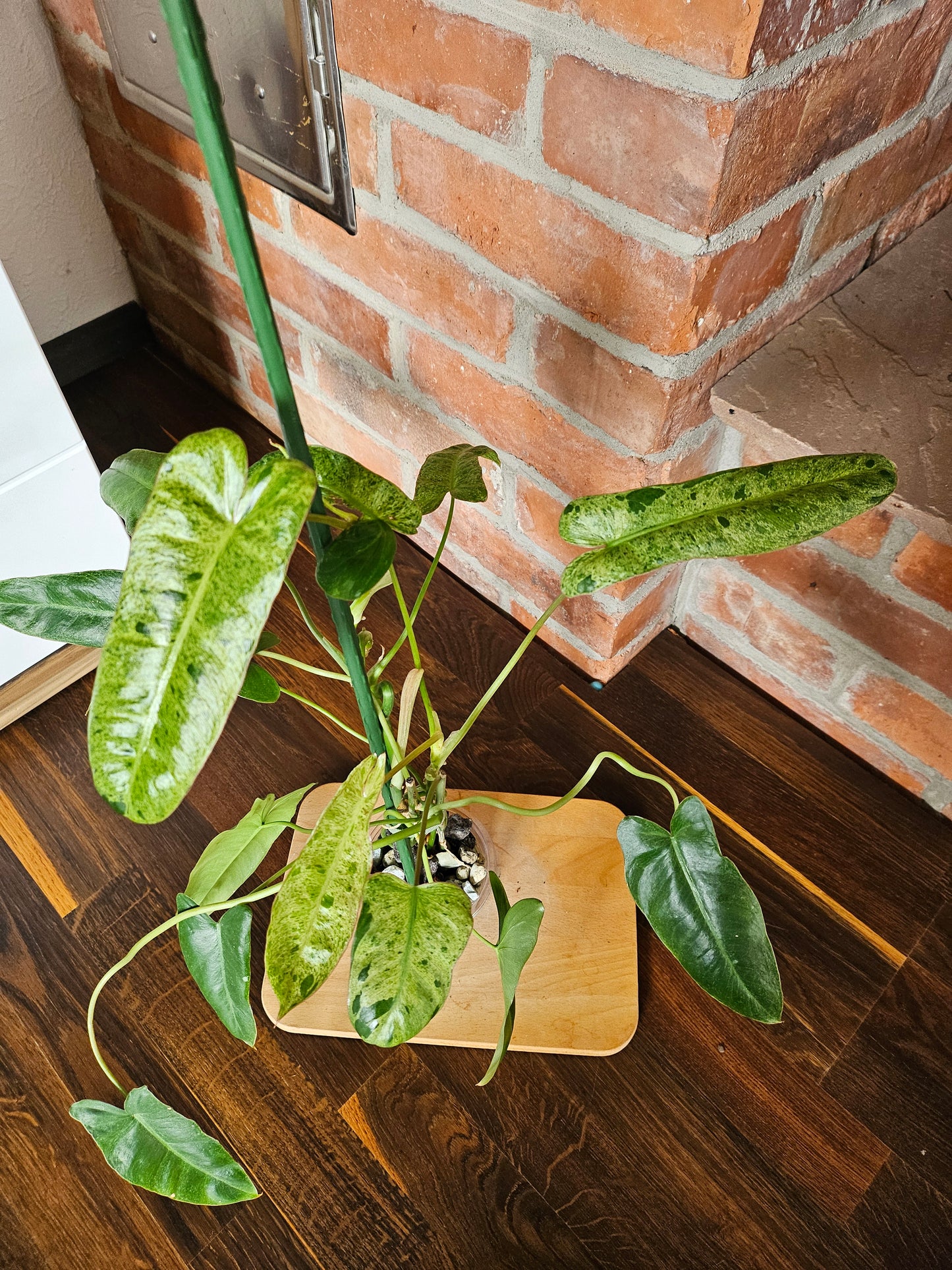 Philodendron Paraiso Verde ganze Pflanze