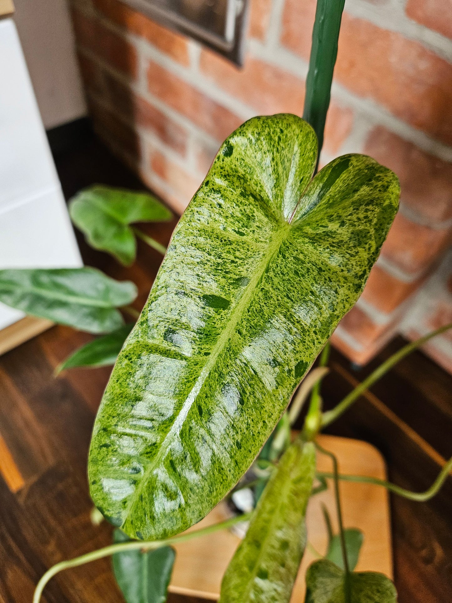 Philodendron Paraiso Verde ganze Pflanze