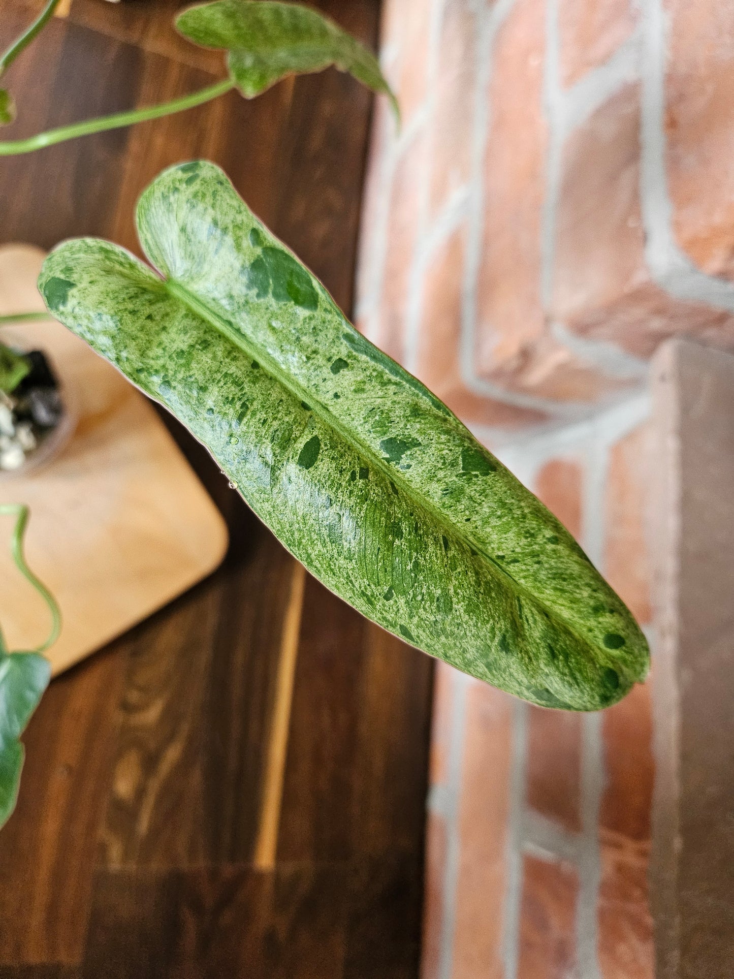 Philodendron Paraiso Verde ganze Pflanze