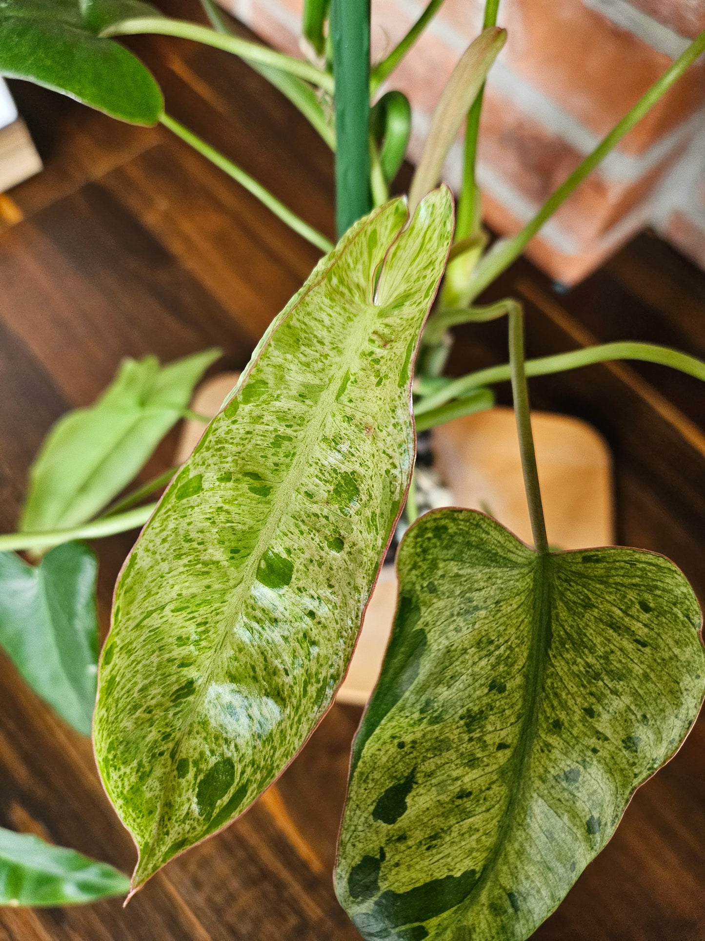 Philodendron Paraiso Verde ganze Pflanze