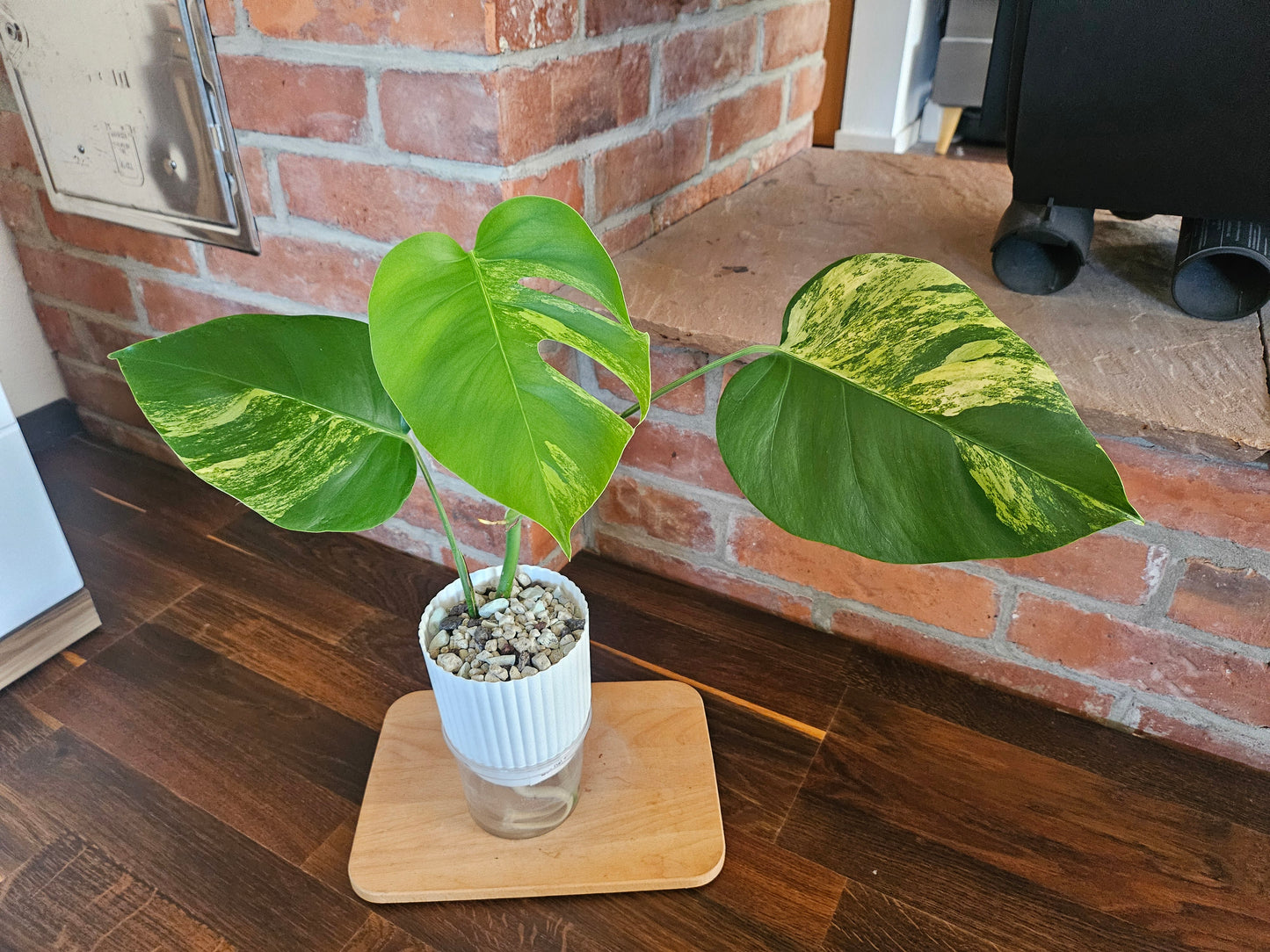 Monstera Deliciosa aurea variegata