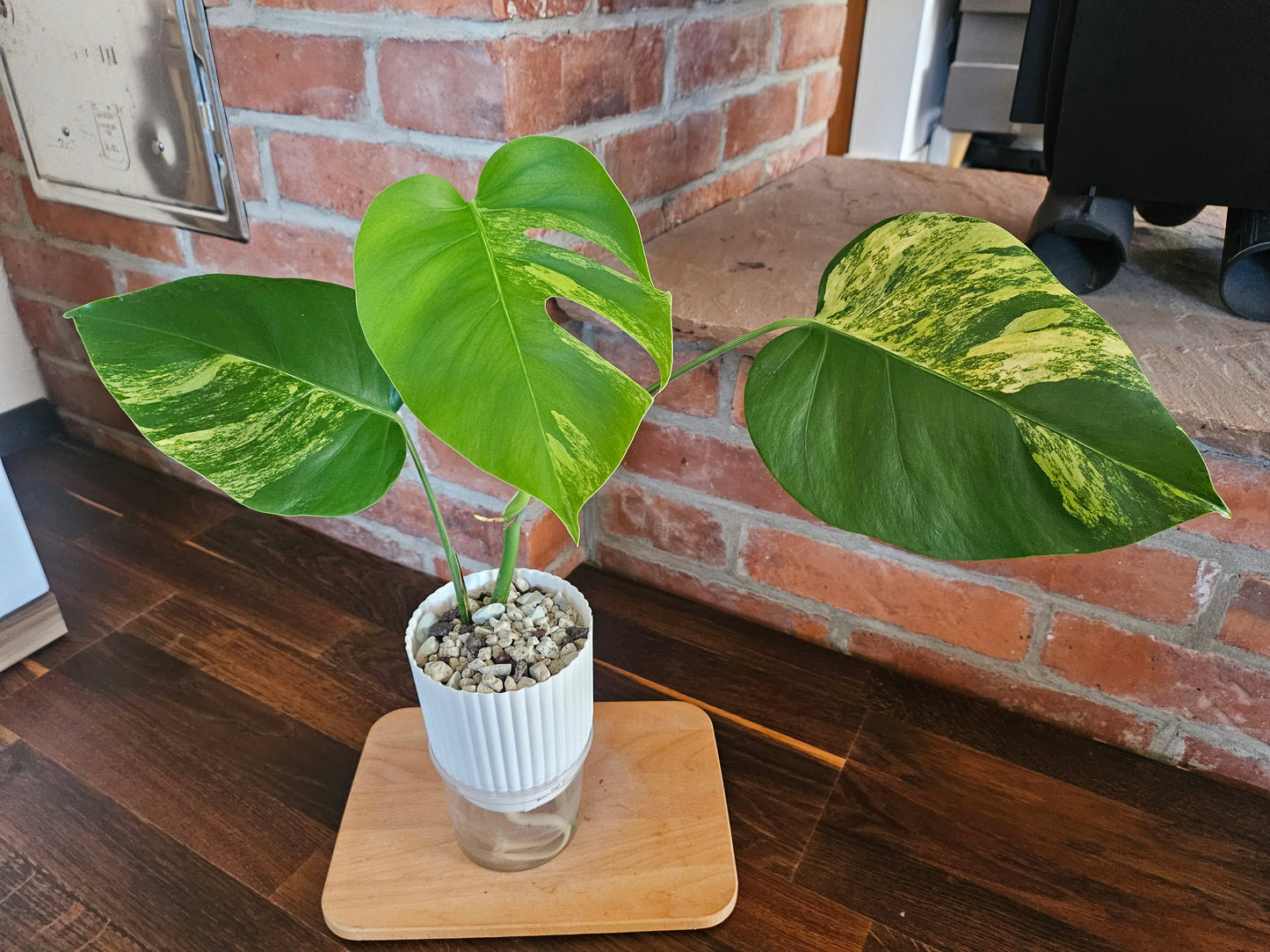 Monstera Deliciosa aurea variegata