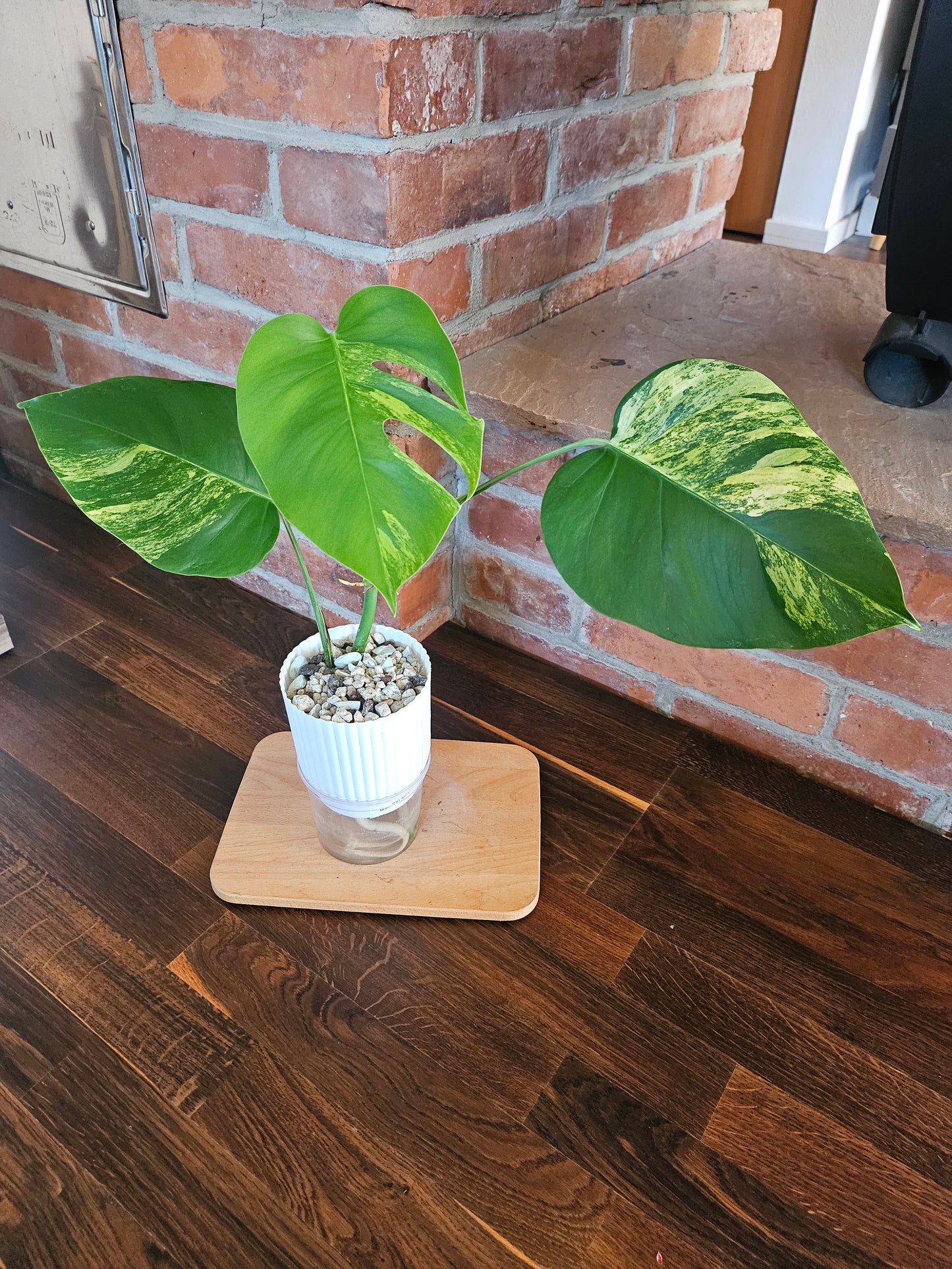 Monstera Deliciosa aurea variegata