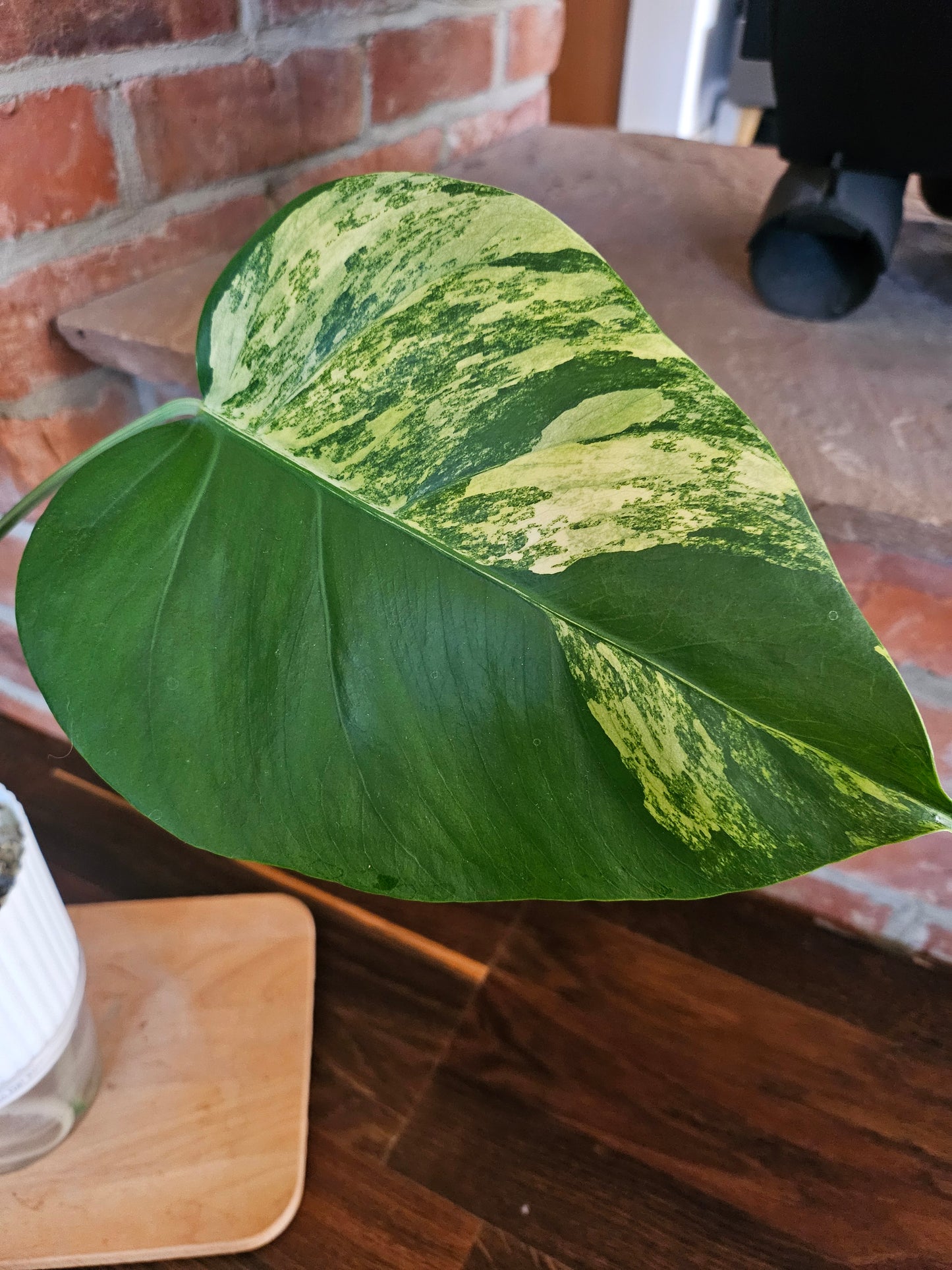 Monstera Deliciosa aurea variegata