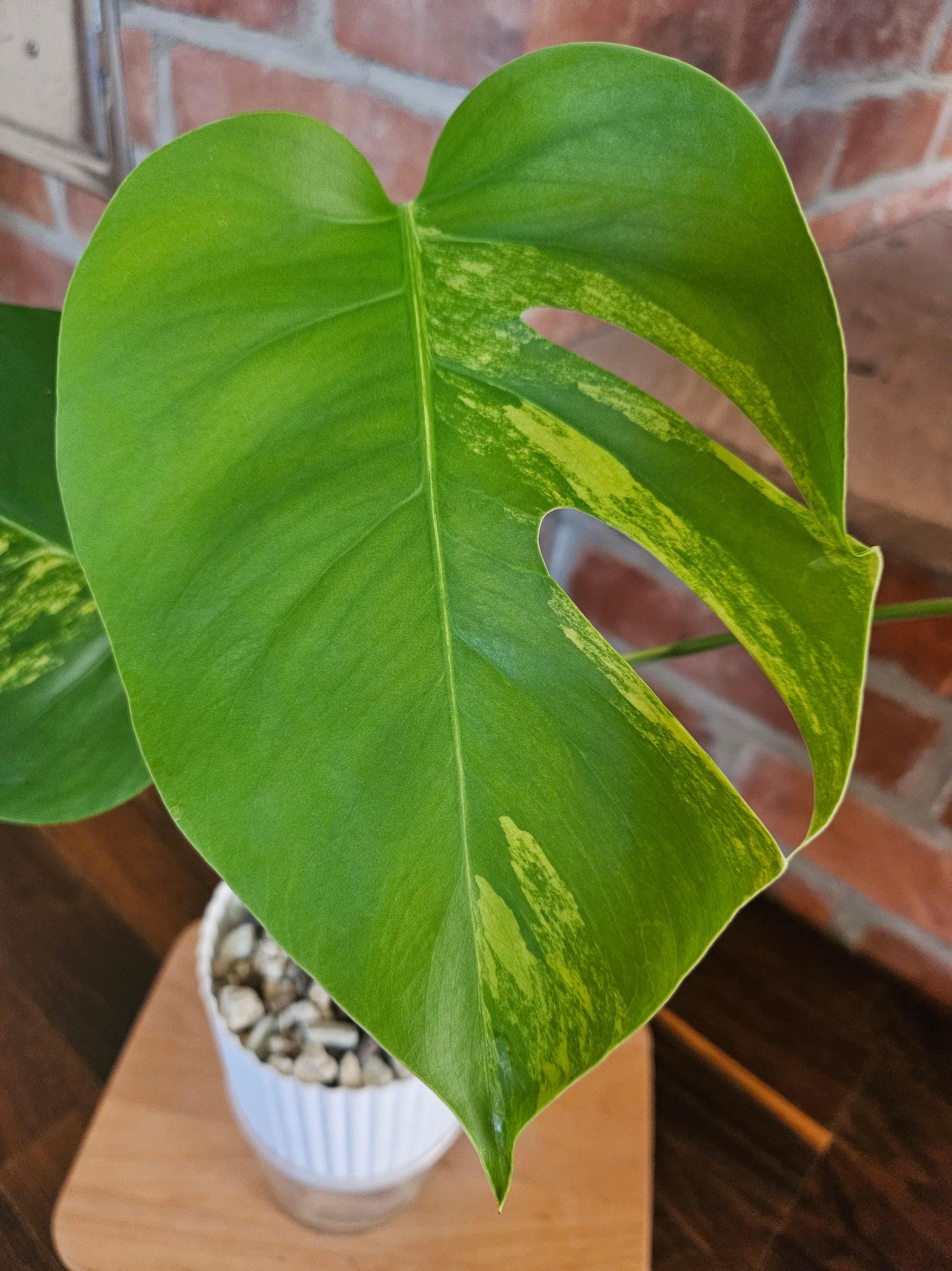 Monstera Deliciosa aurea variegata