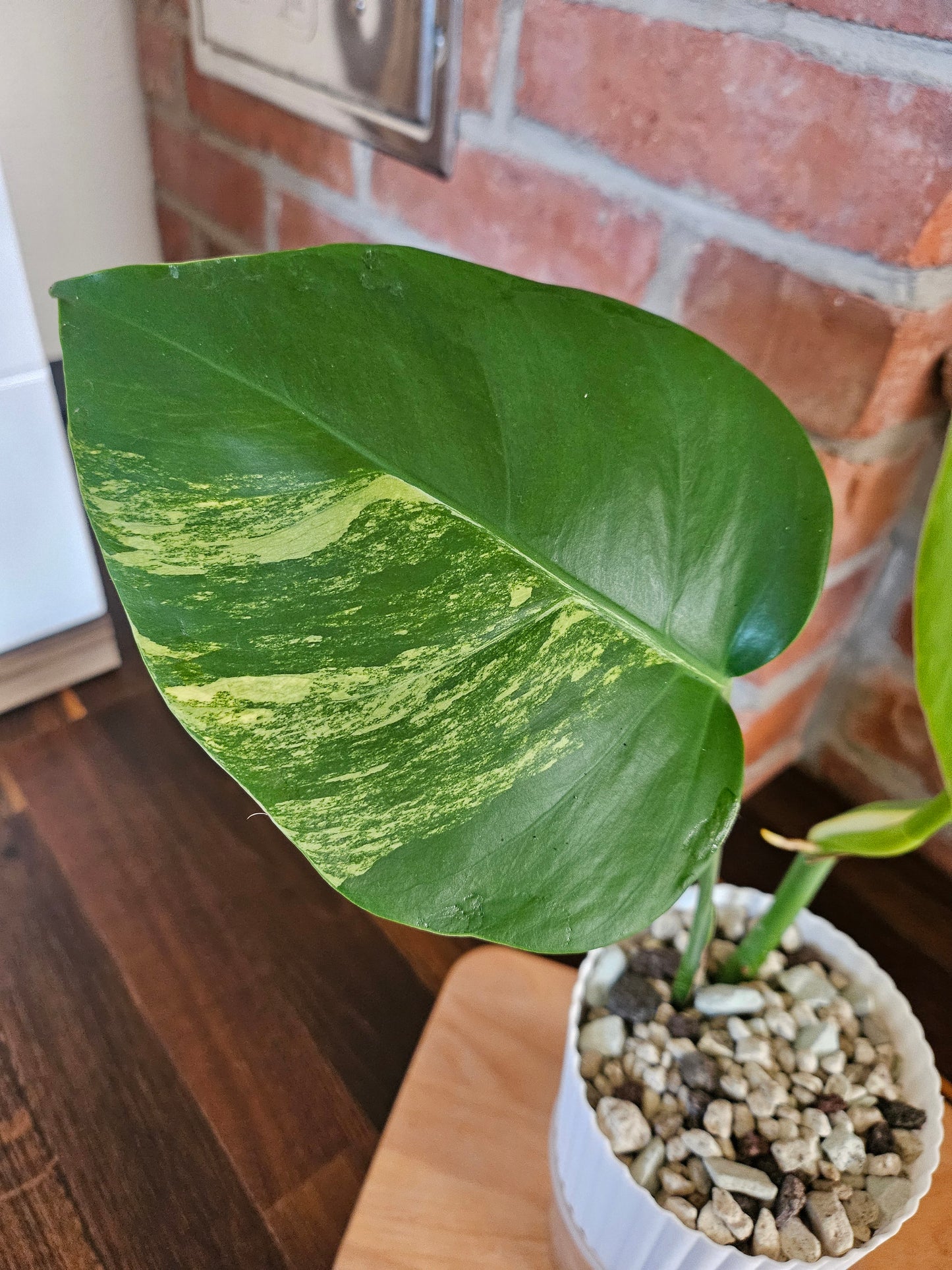 Monstera Deliciosa aurea variegata