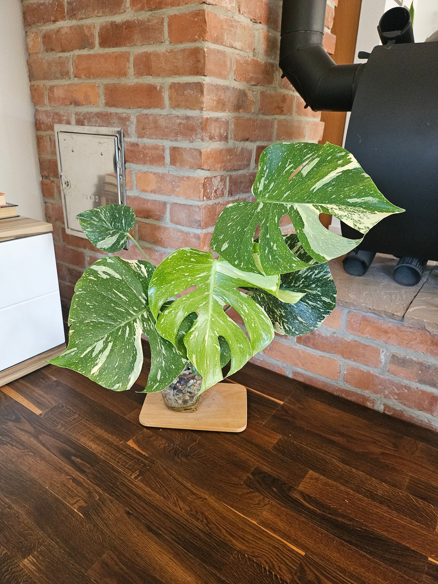 Monstera Thai Constellation Pflanze mit toller Panaschierung