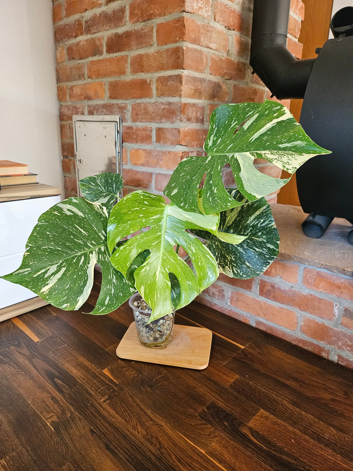 Monstera Thai Constellation Pflanze mit toller Panaschierung