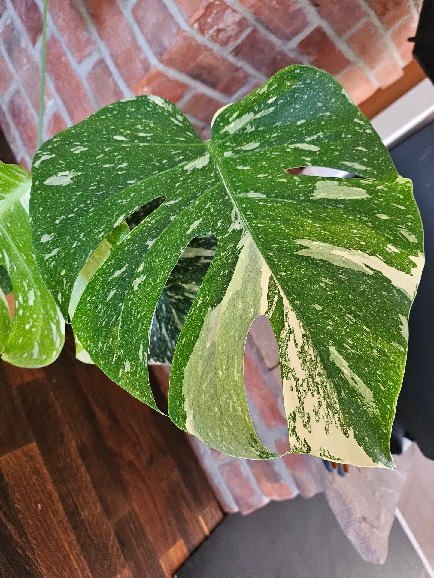 Monstera Thai Constellation Pflanze mit toller Panaschierung
