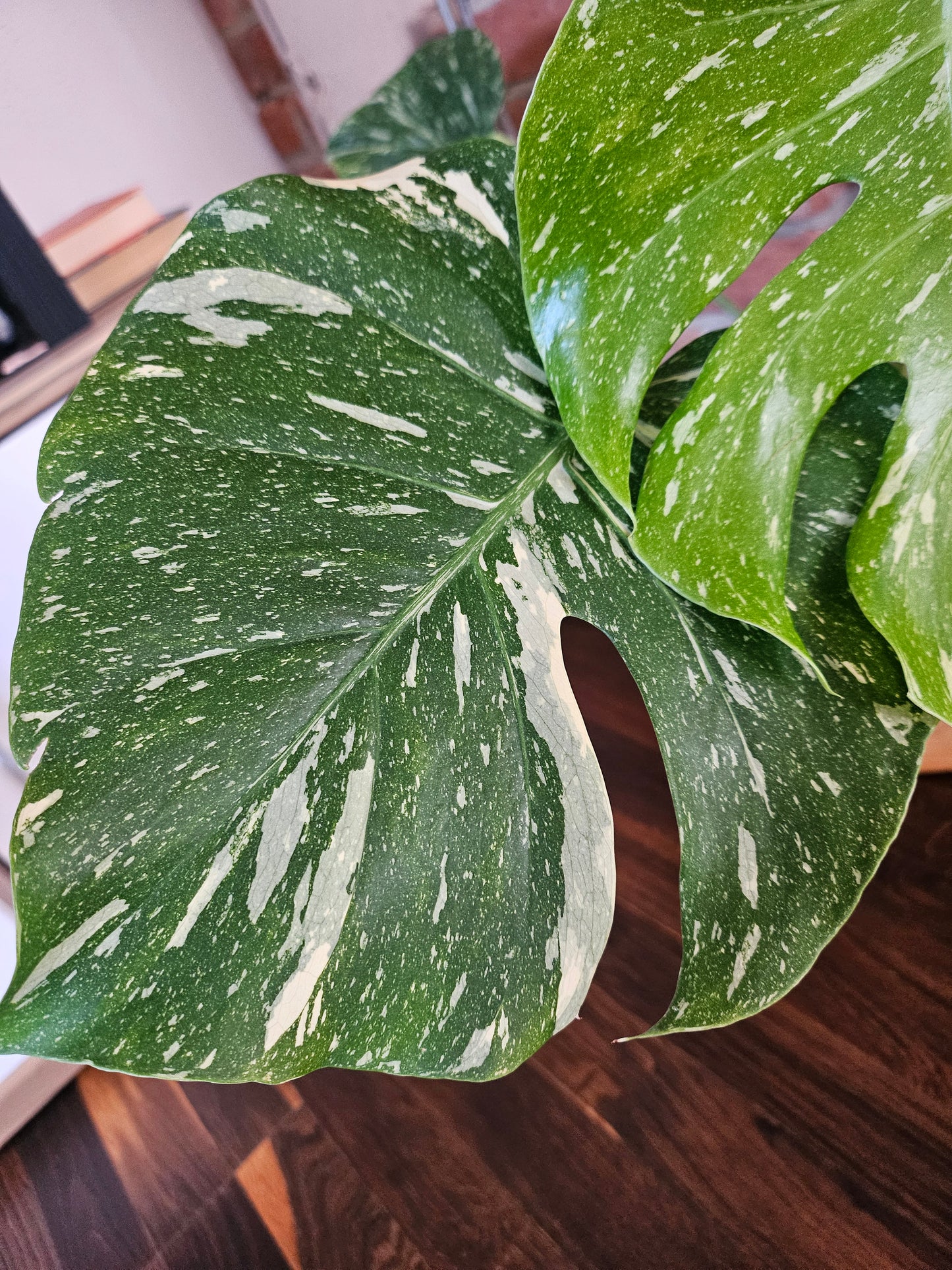 Monstera Thai Constellation Pflanze mit toller Panaschierung