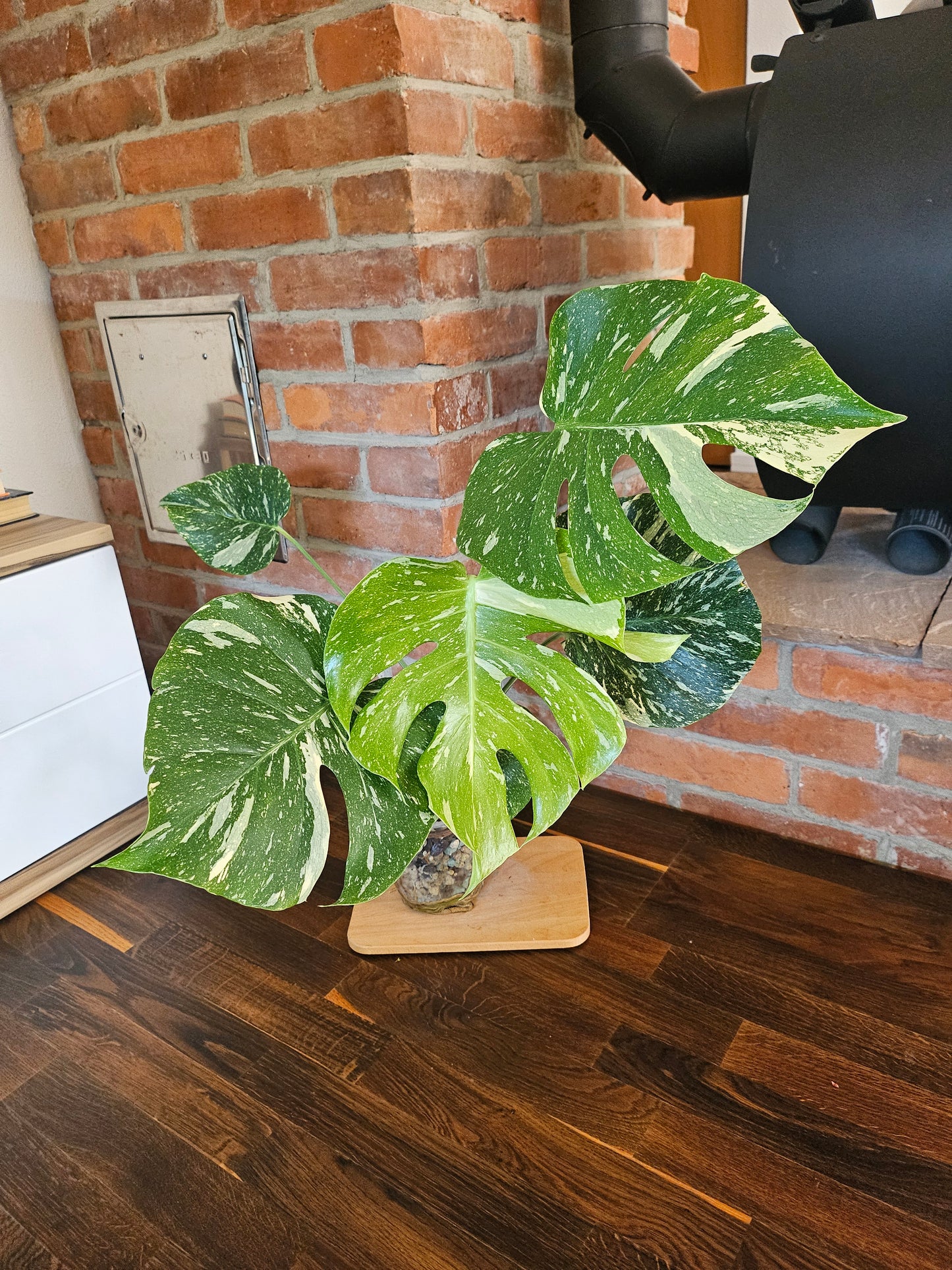 Monstera Thai Constellation Pflanze mit toller Panaschierung