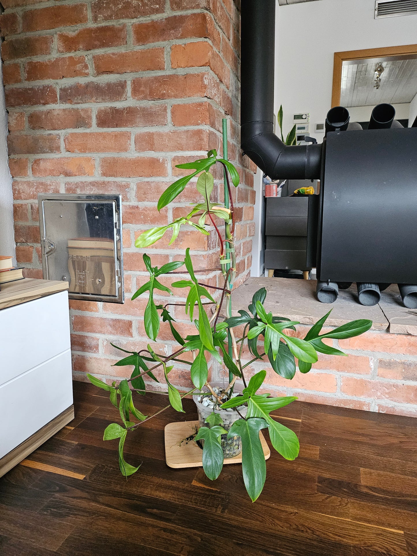 Philodendron Florida green ganze Pflanze