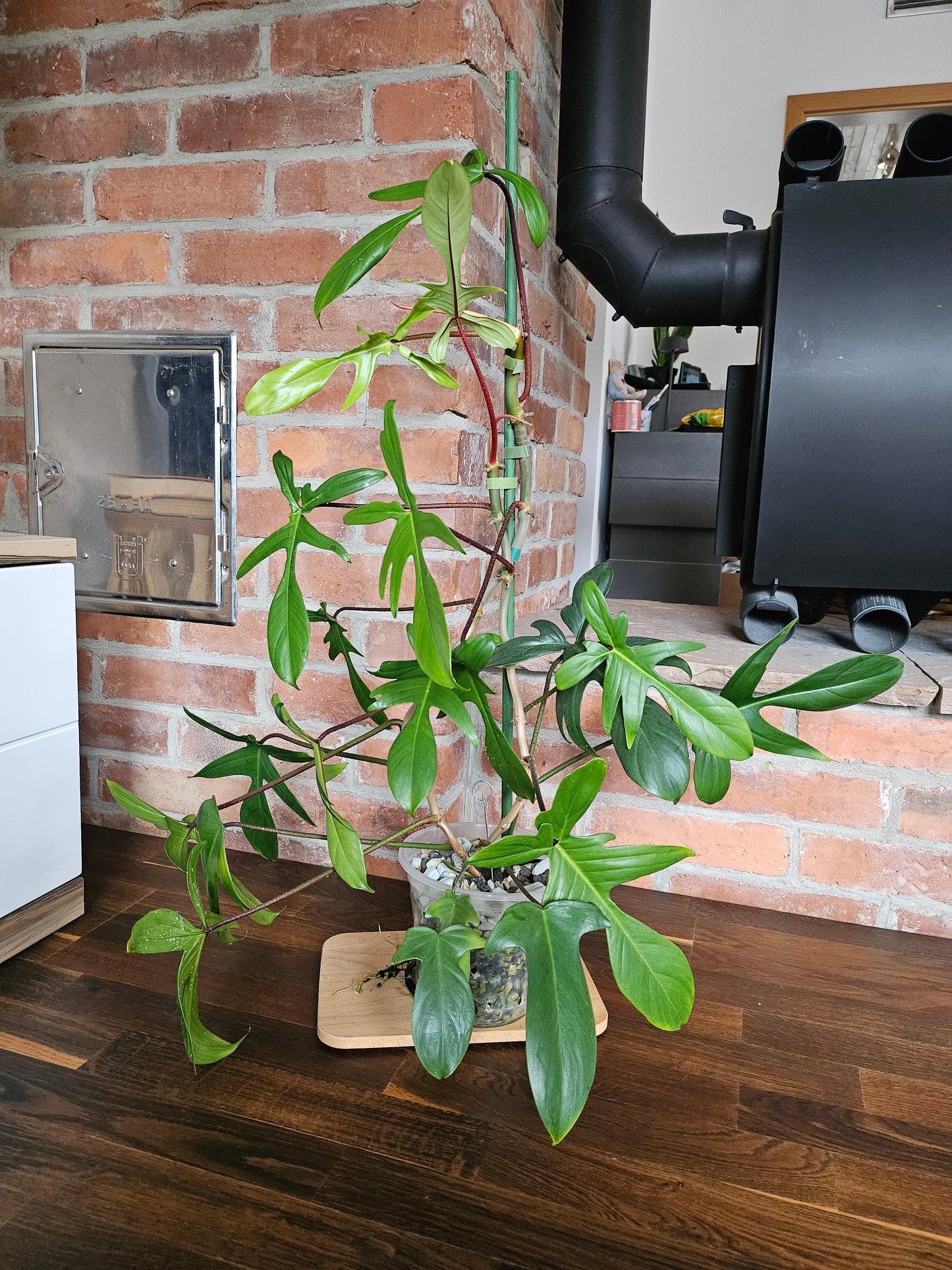 Philodendron Florida green ganze Pflanze