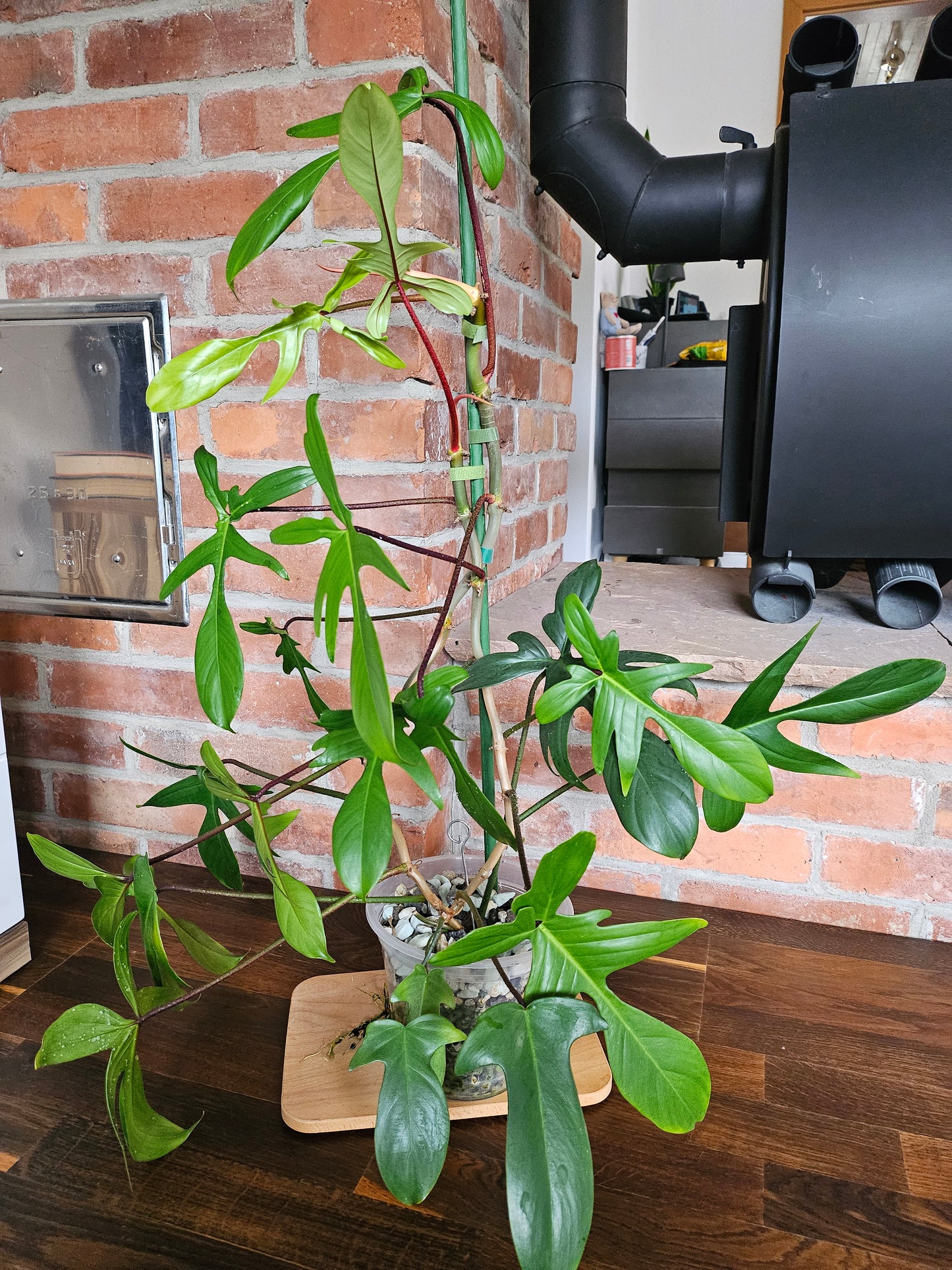 Philodendron Florida green ganze Pflanze