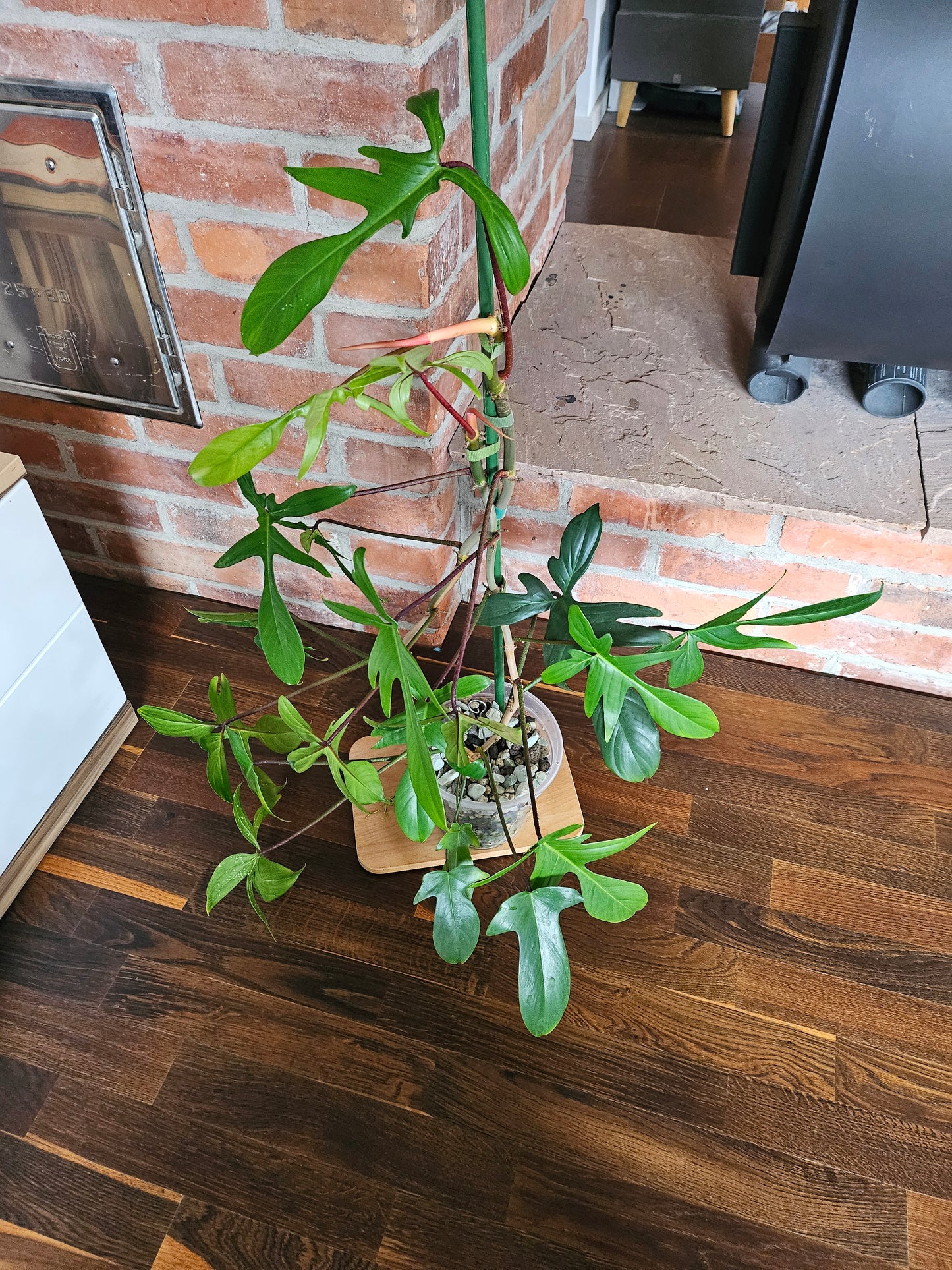 Philodendron Florida green ganze Pflanze