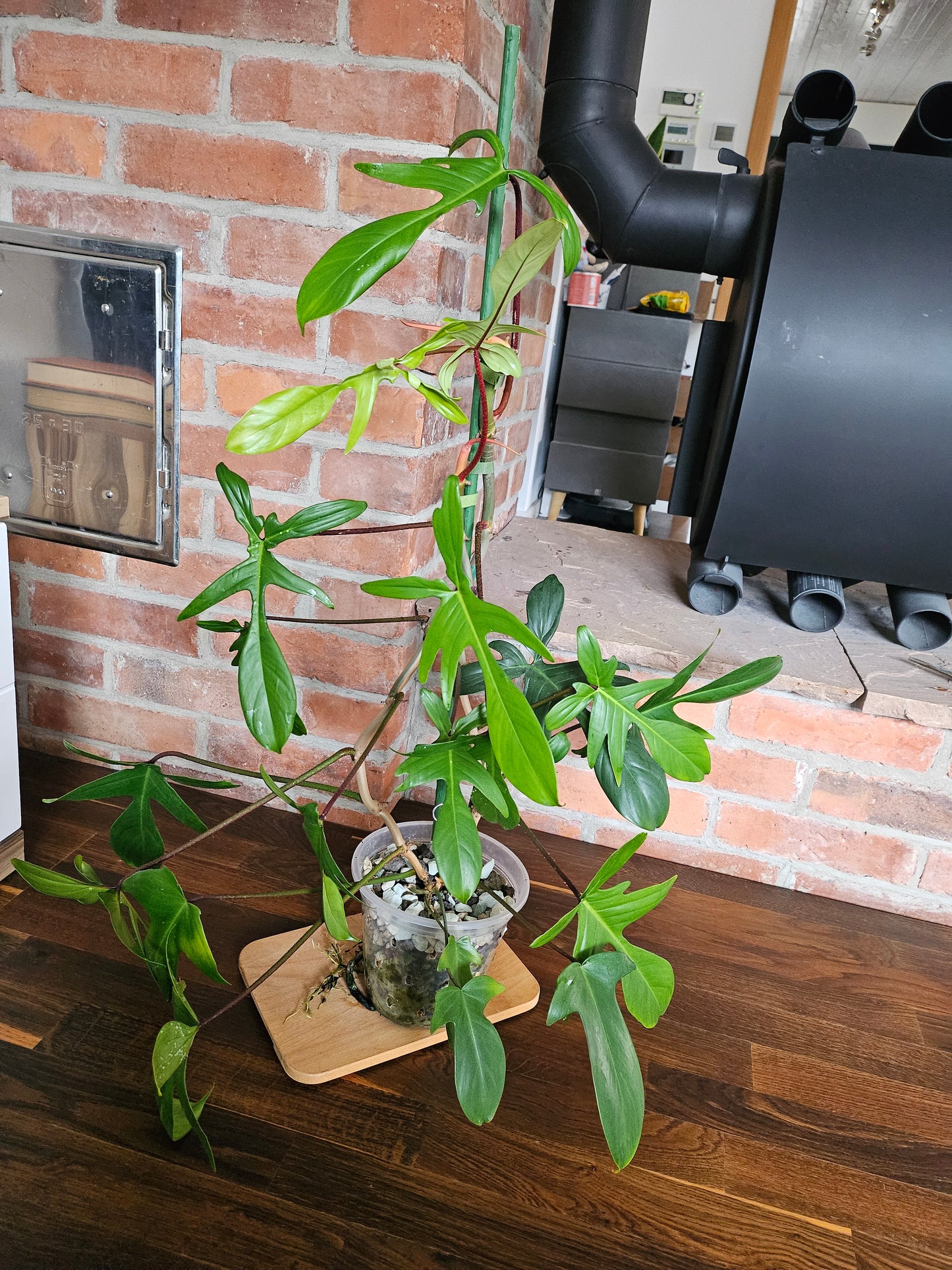 Philodendron Florida green ganze Pflanze
