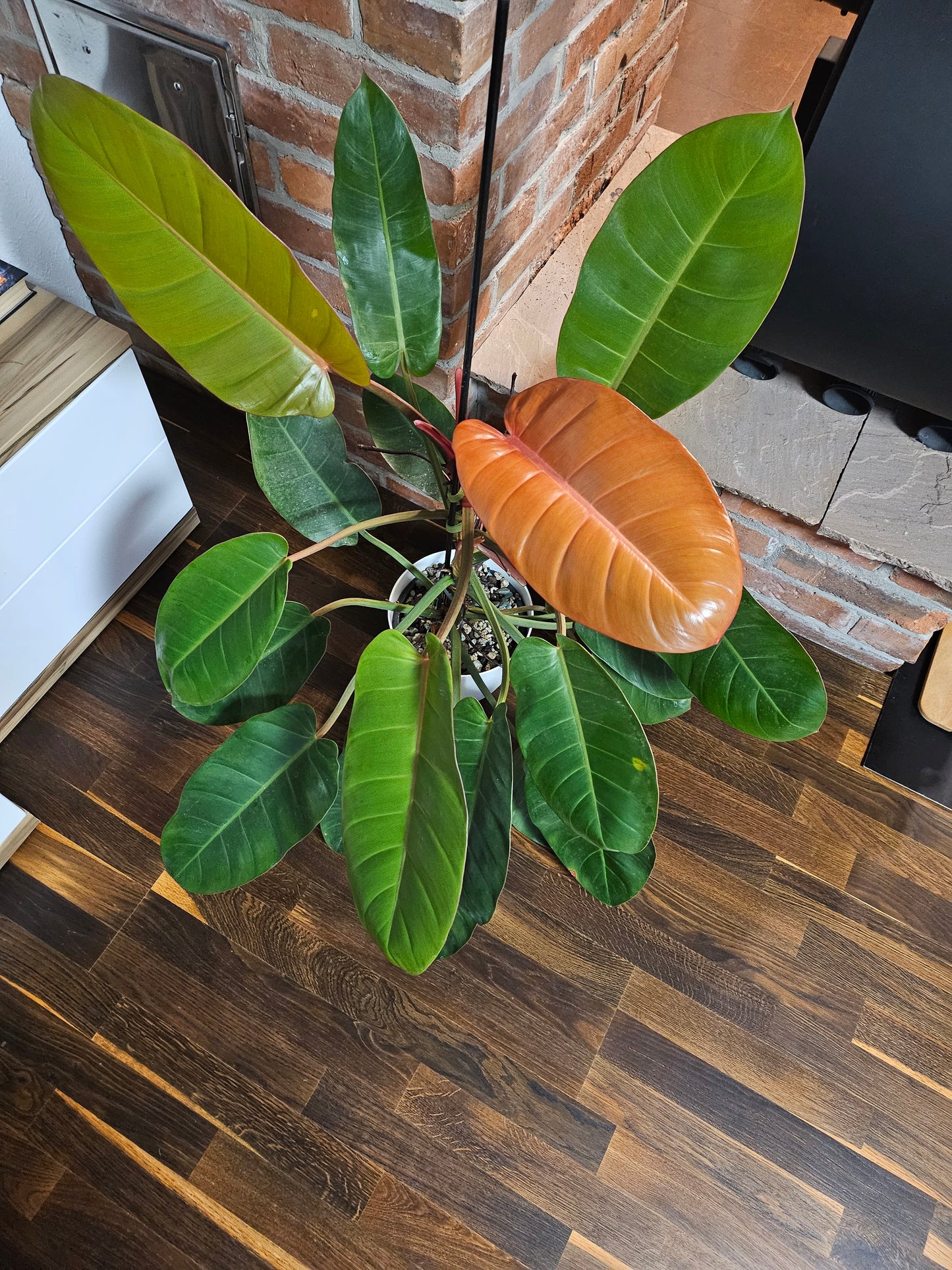 Philodendron Prince of orange