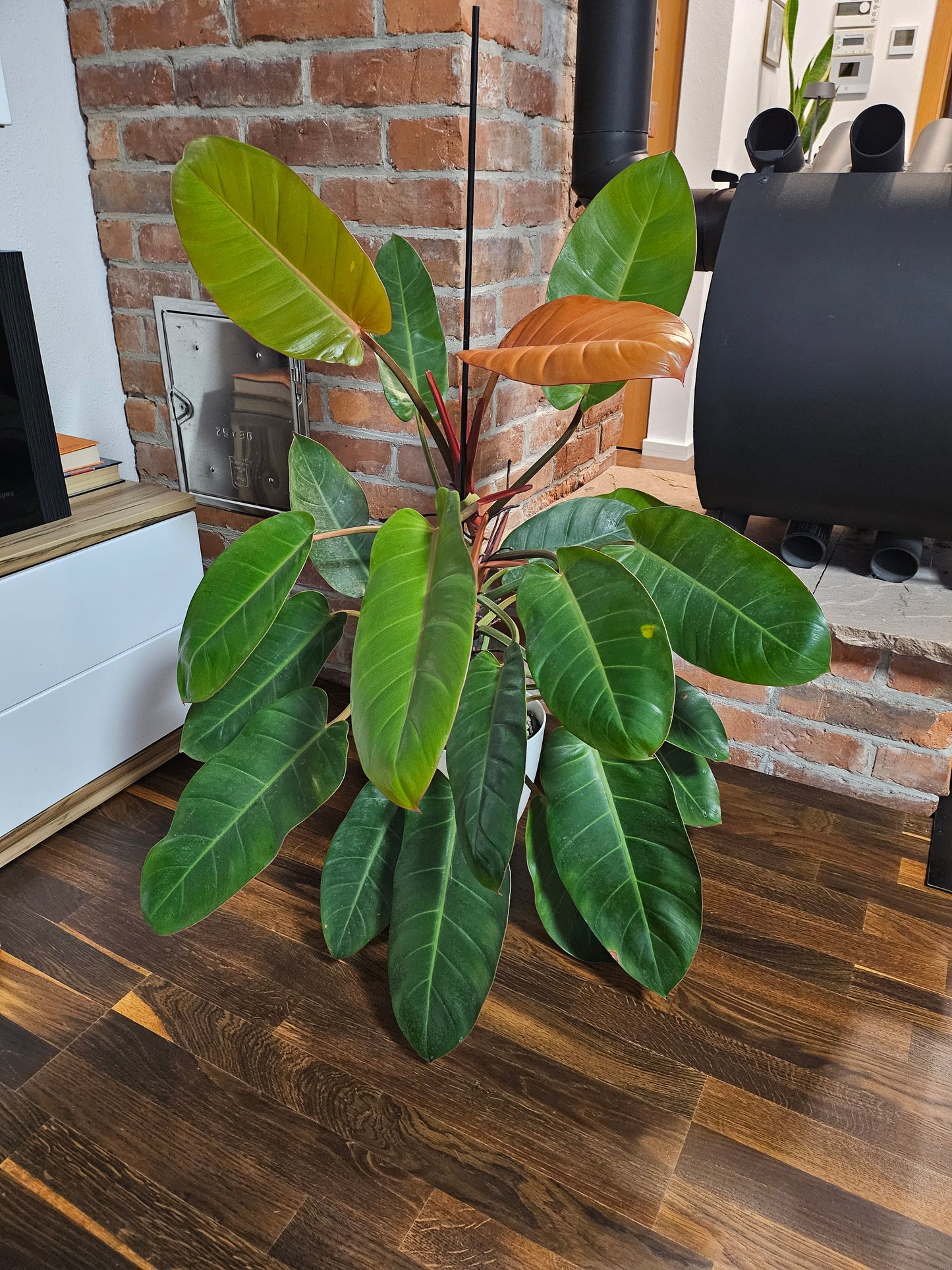 Philodendron Prince of orange