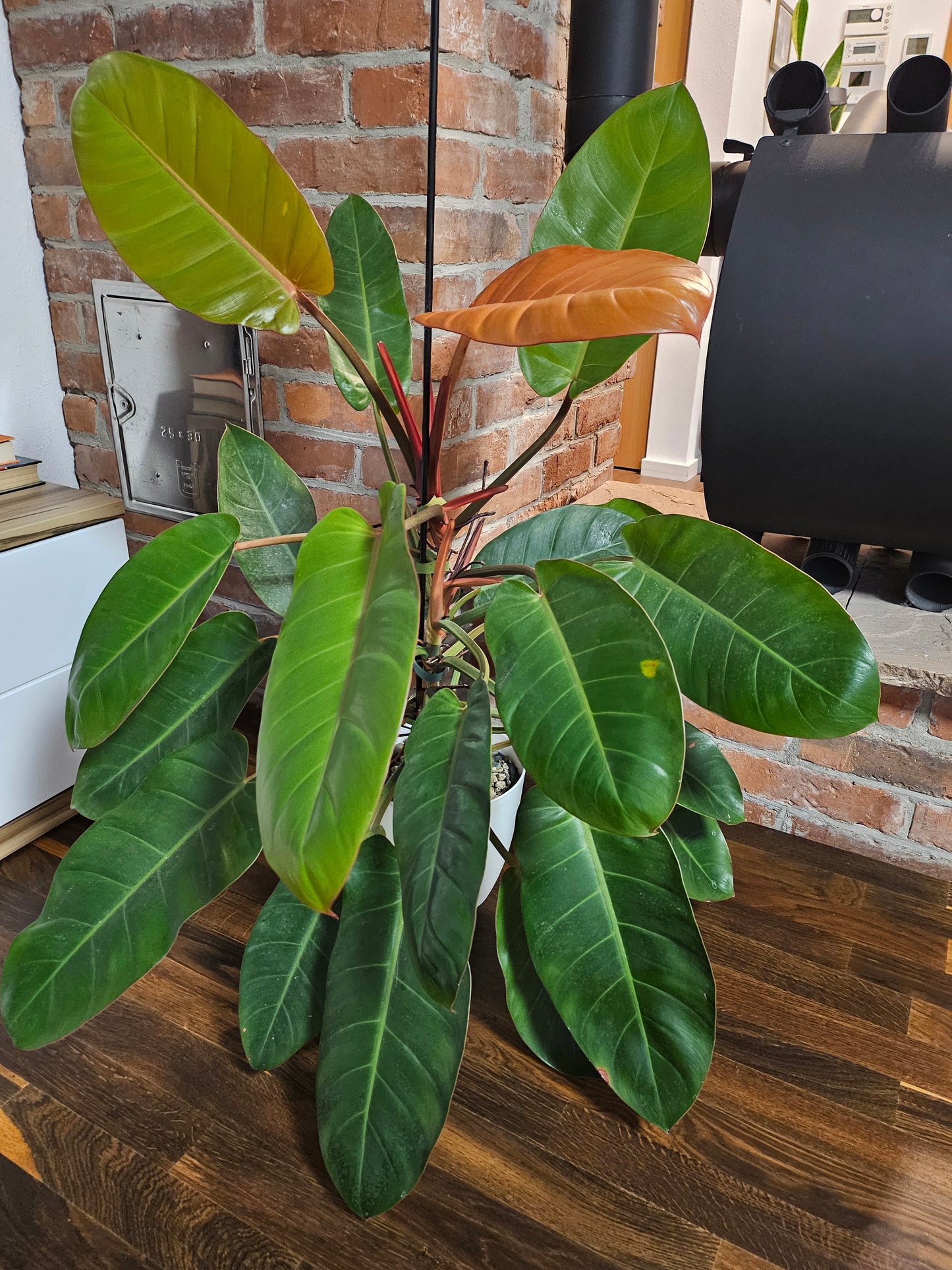 Philodendron Prince of orange