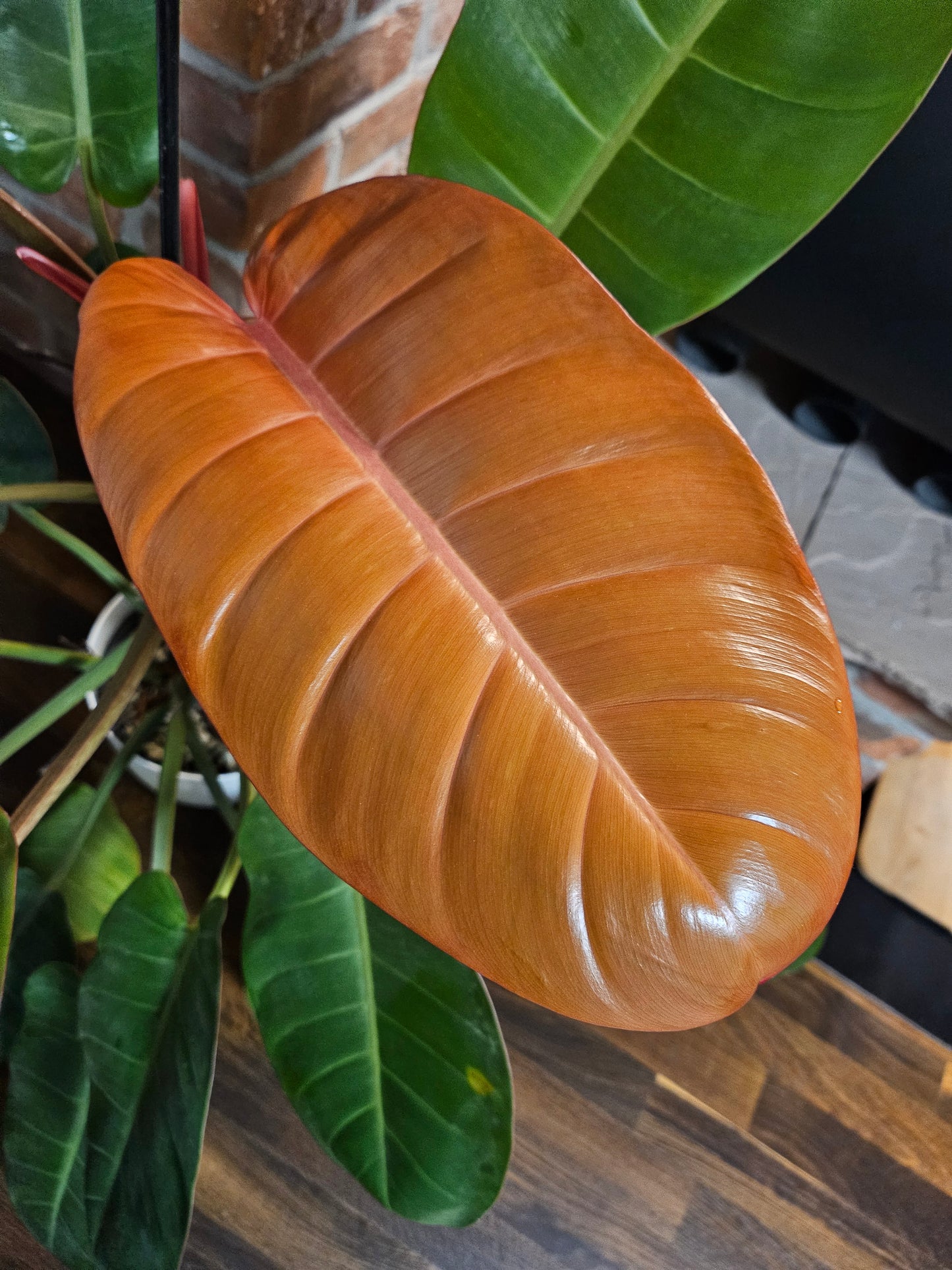 Philodendron Prince of orange