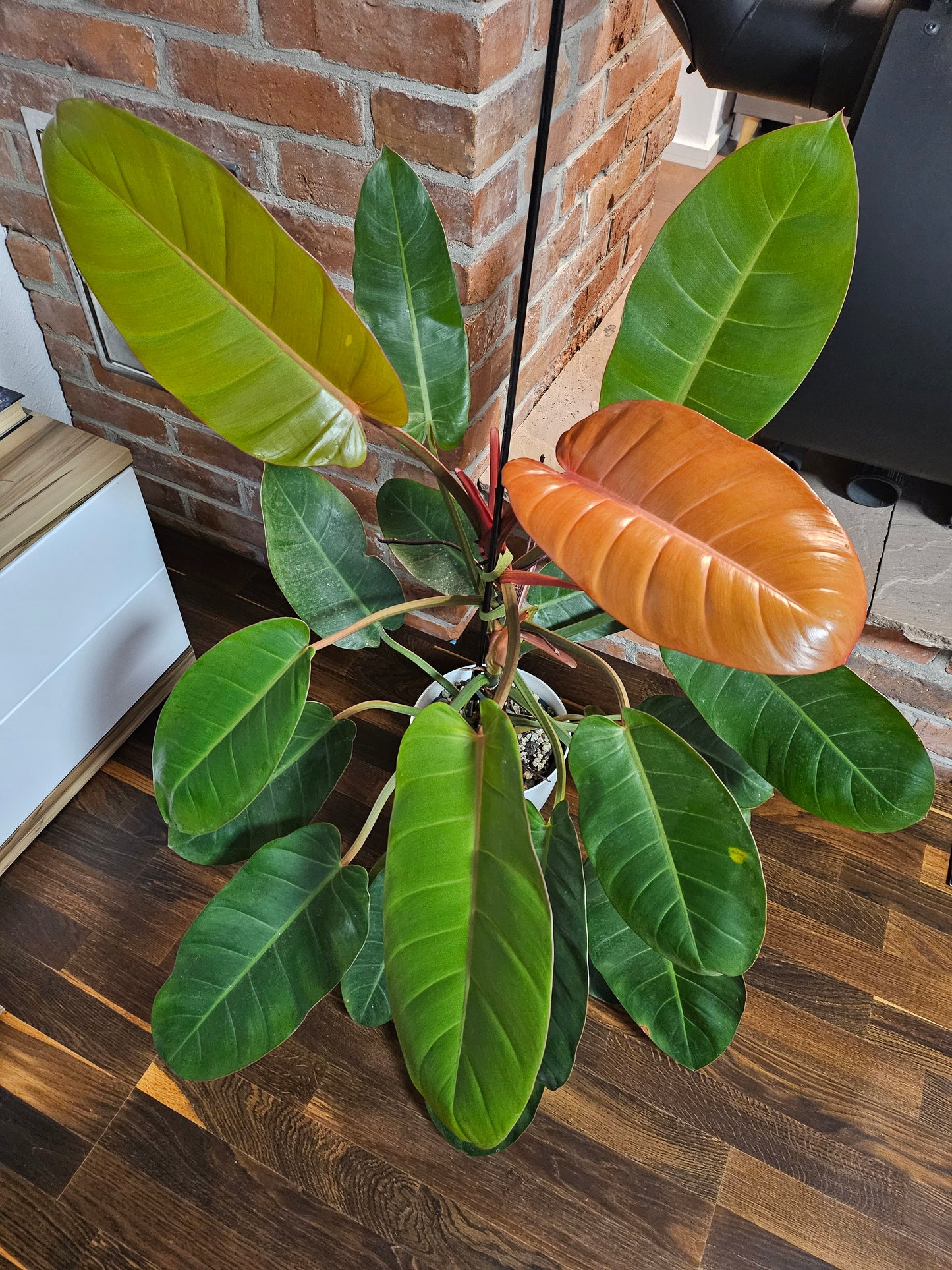 Philodendron Prince of orange