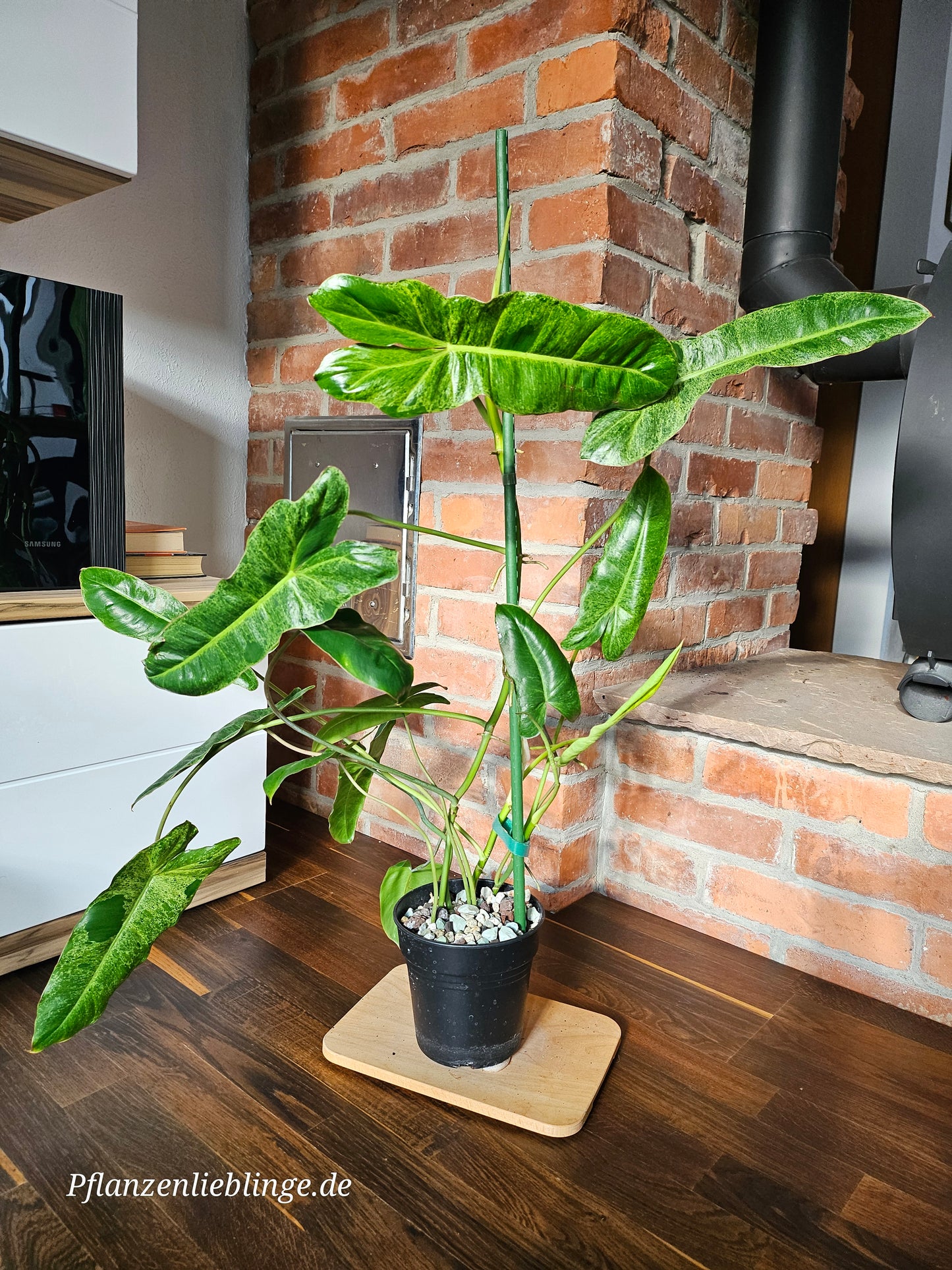 Philodendron Paraiso Verde Pflanze