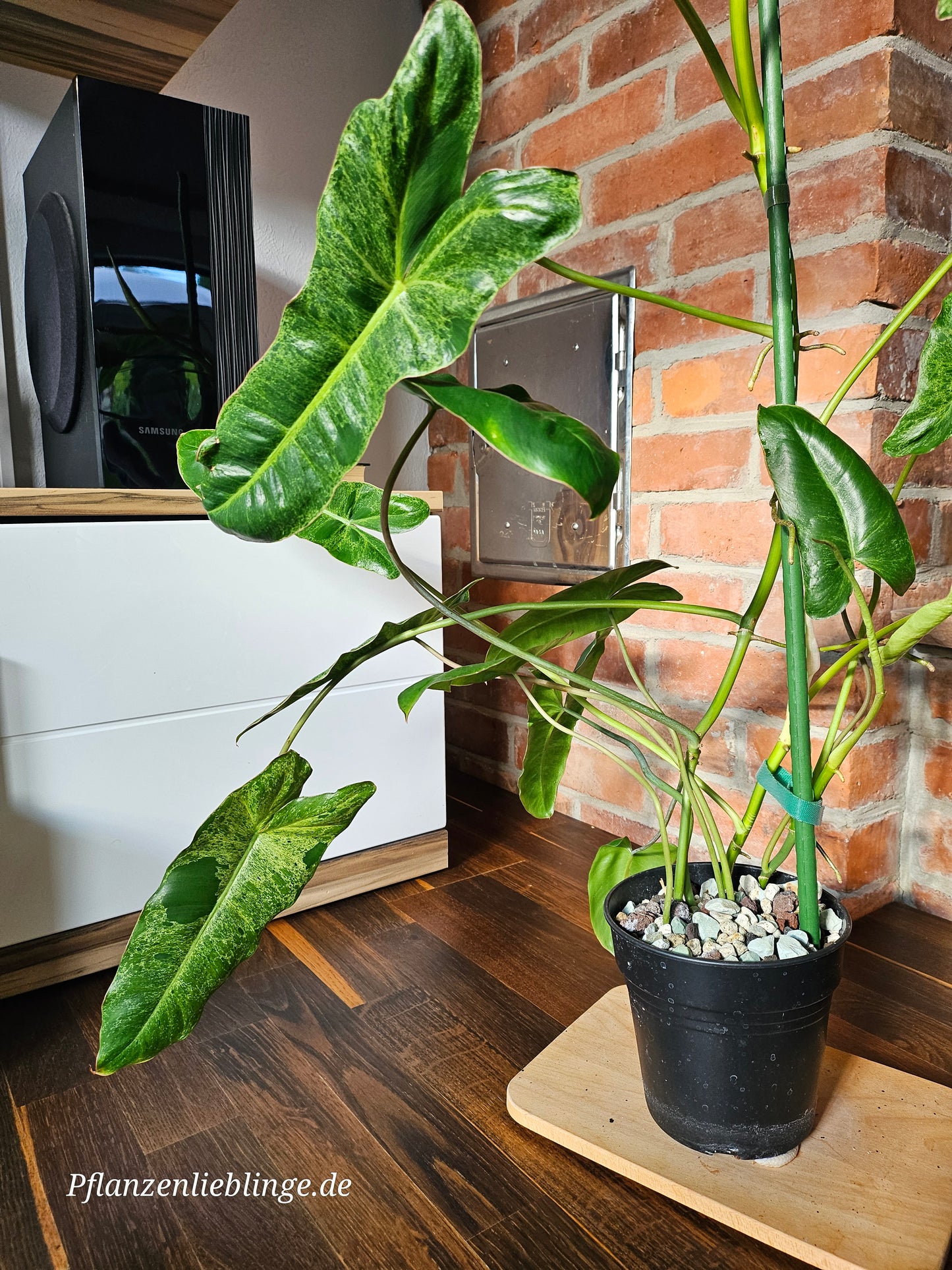 Philodendron Paraiso Verde Pflanze