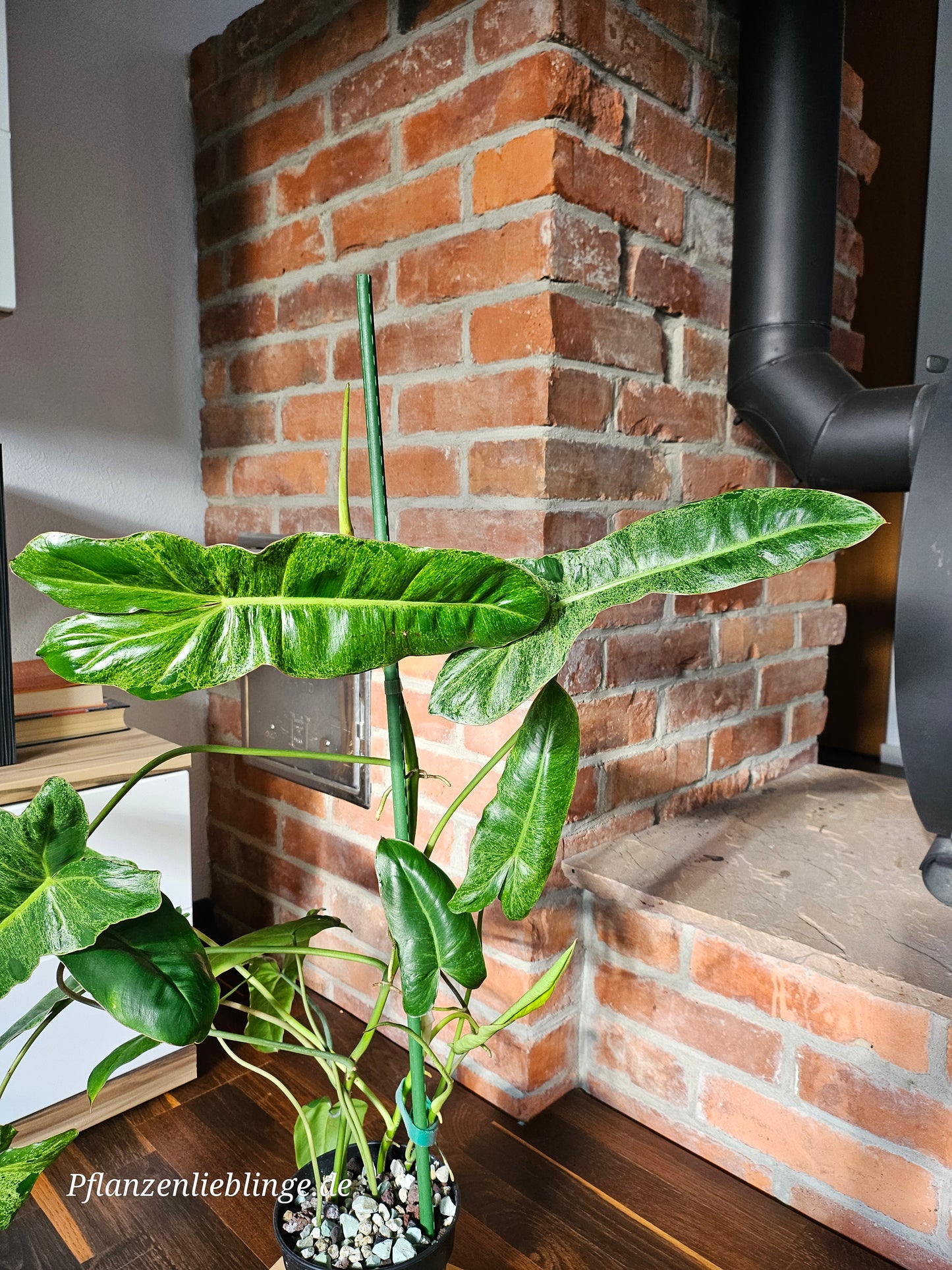 Philodendron Paraiso Verde Pflanze