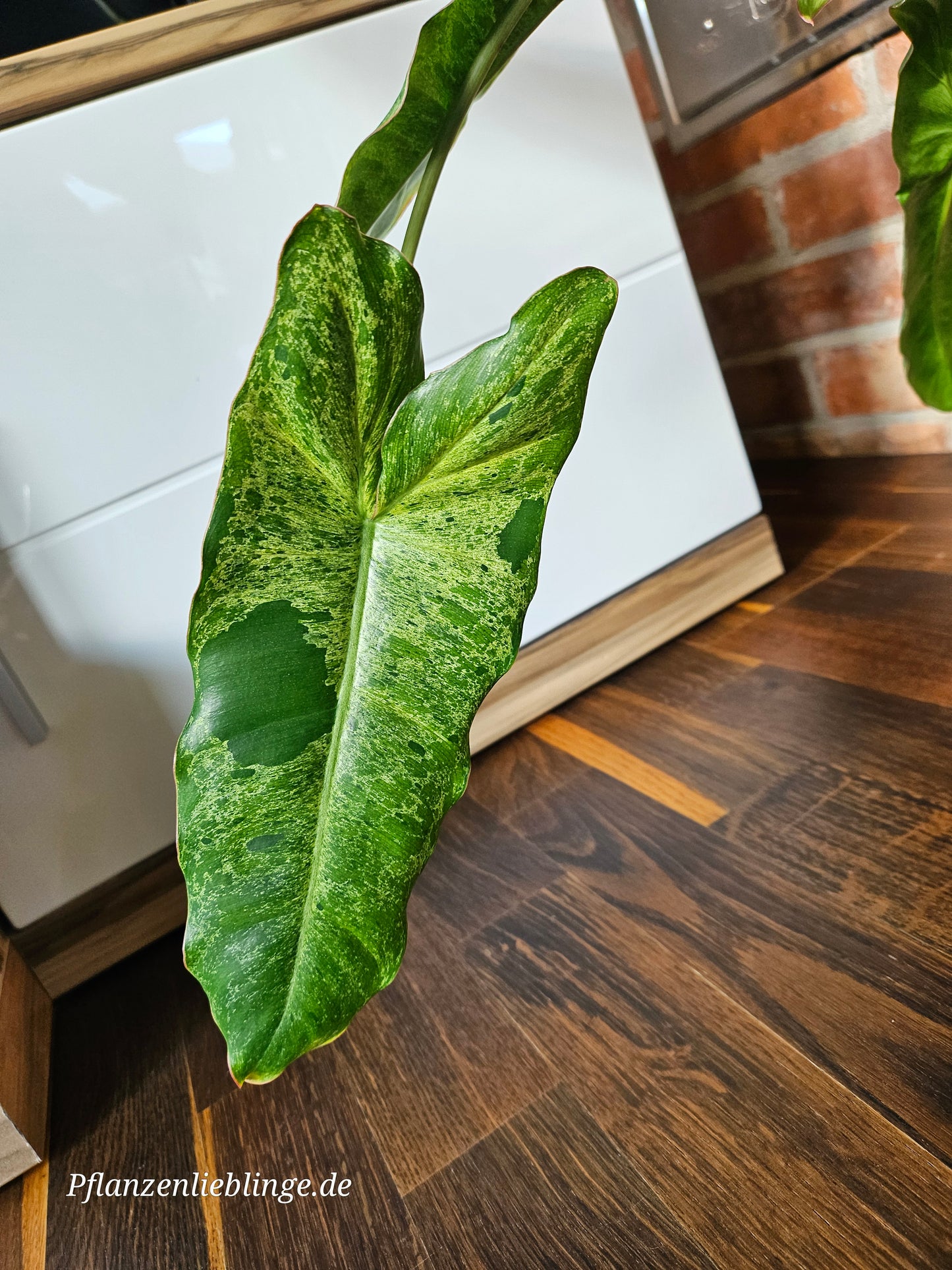 Philodendron Paraiso Verde Pflanze