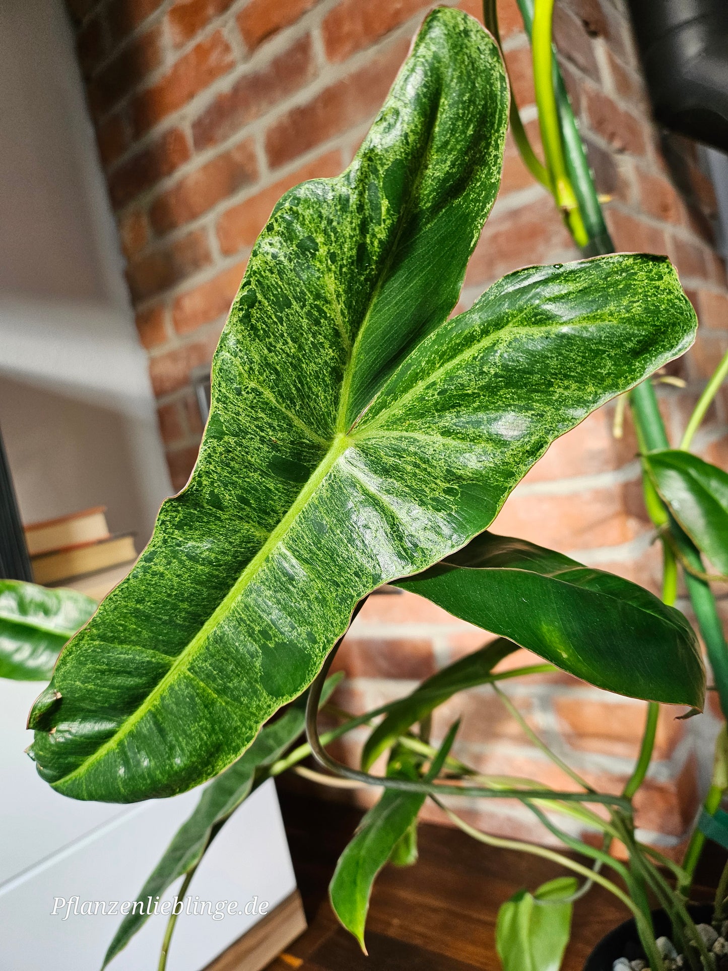 Philodendron Paraiso Verde Pflanze