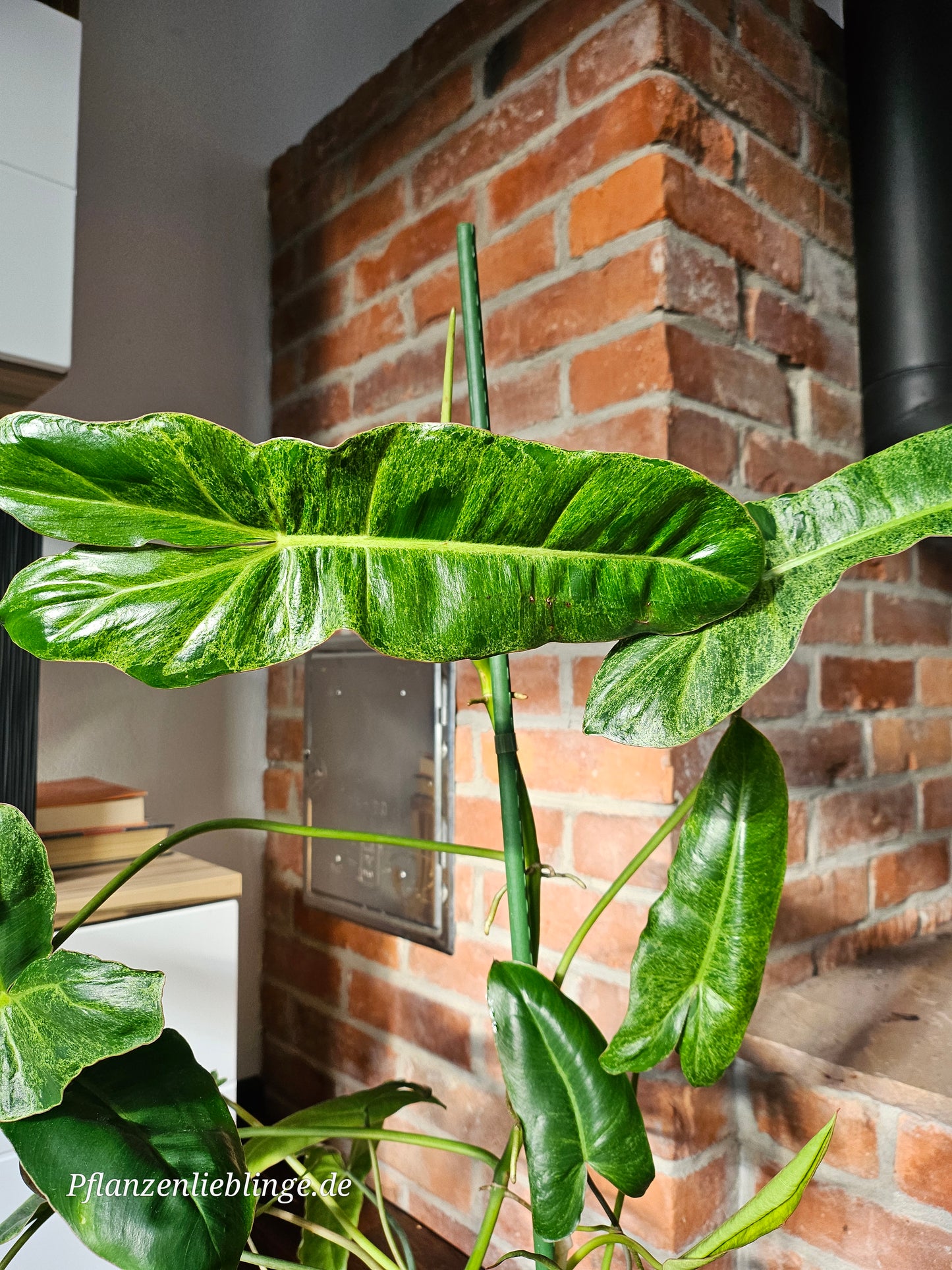 Philodendron Paraiso Verde Pflanze