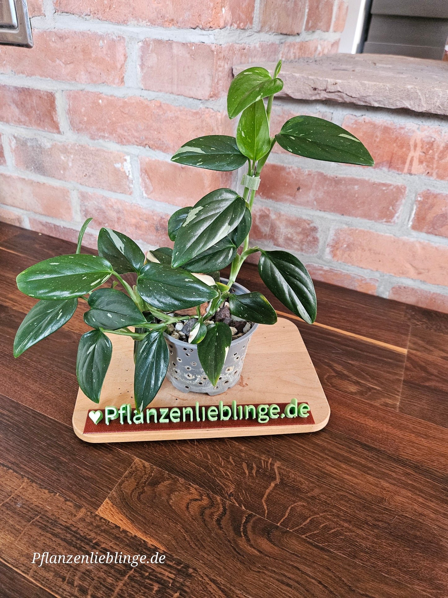 Monstera Standleyana variegata Pflanze