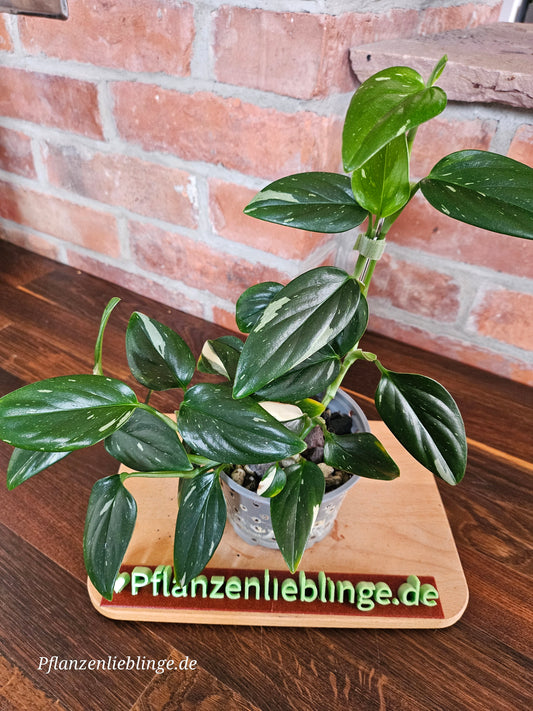 Monstera Standleyana variegata Pflanze