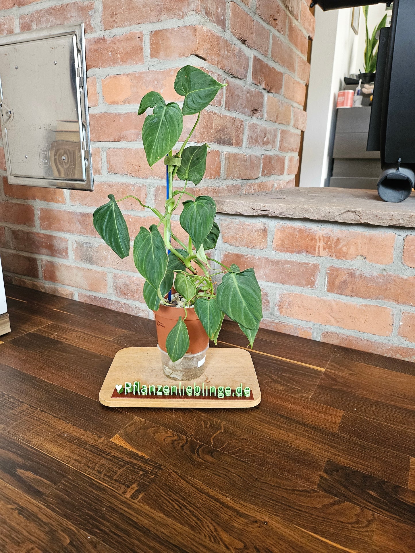 Philodendron Glorious Pflanze