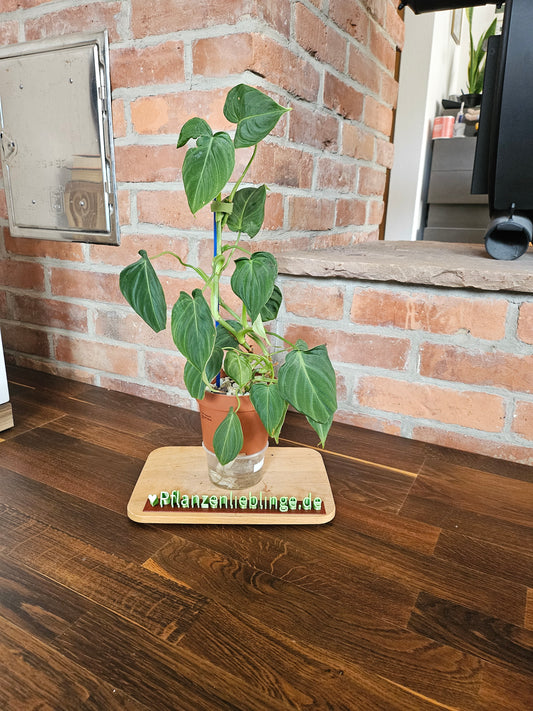 Philodendron Glorious Pflanze