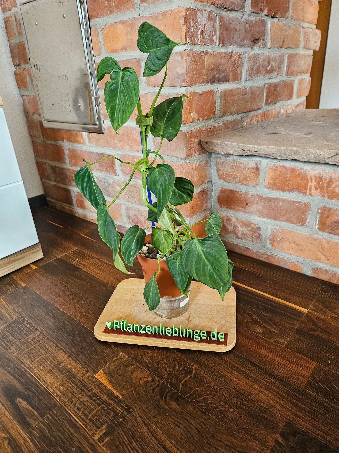 Philodendron Glorious Pflanze