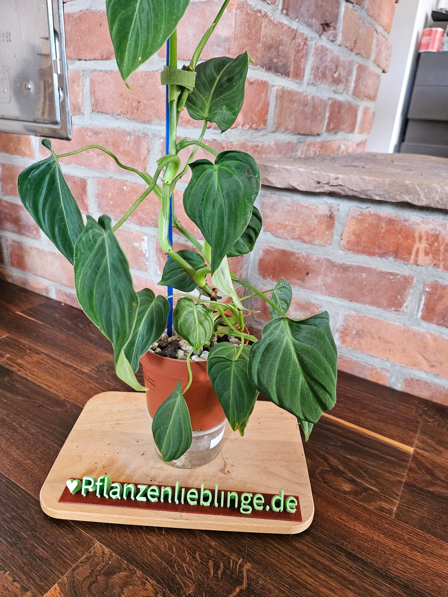 Philodendron Glorious Pflanze
