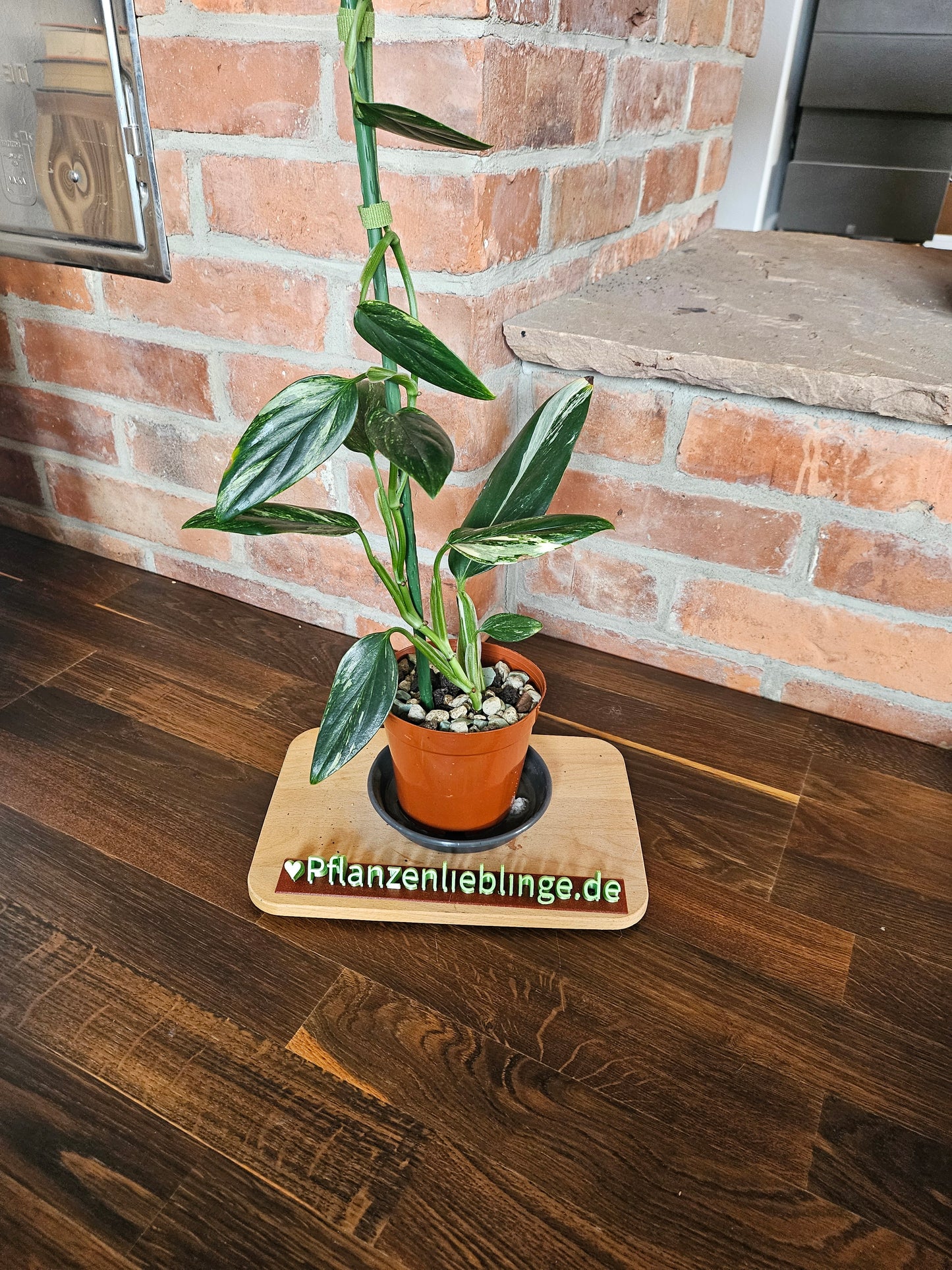 Monstera Standleyana aurea variegta Pflanze