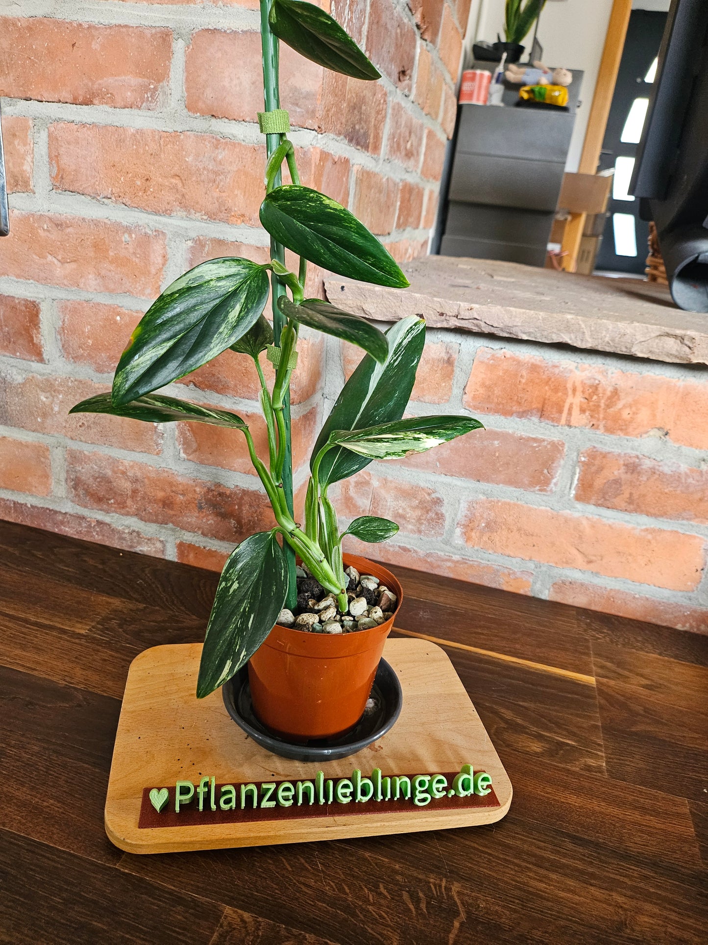 Monstera Standleyana aurea variegta Pflanze