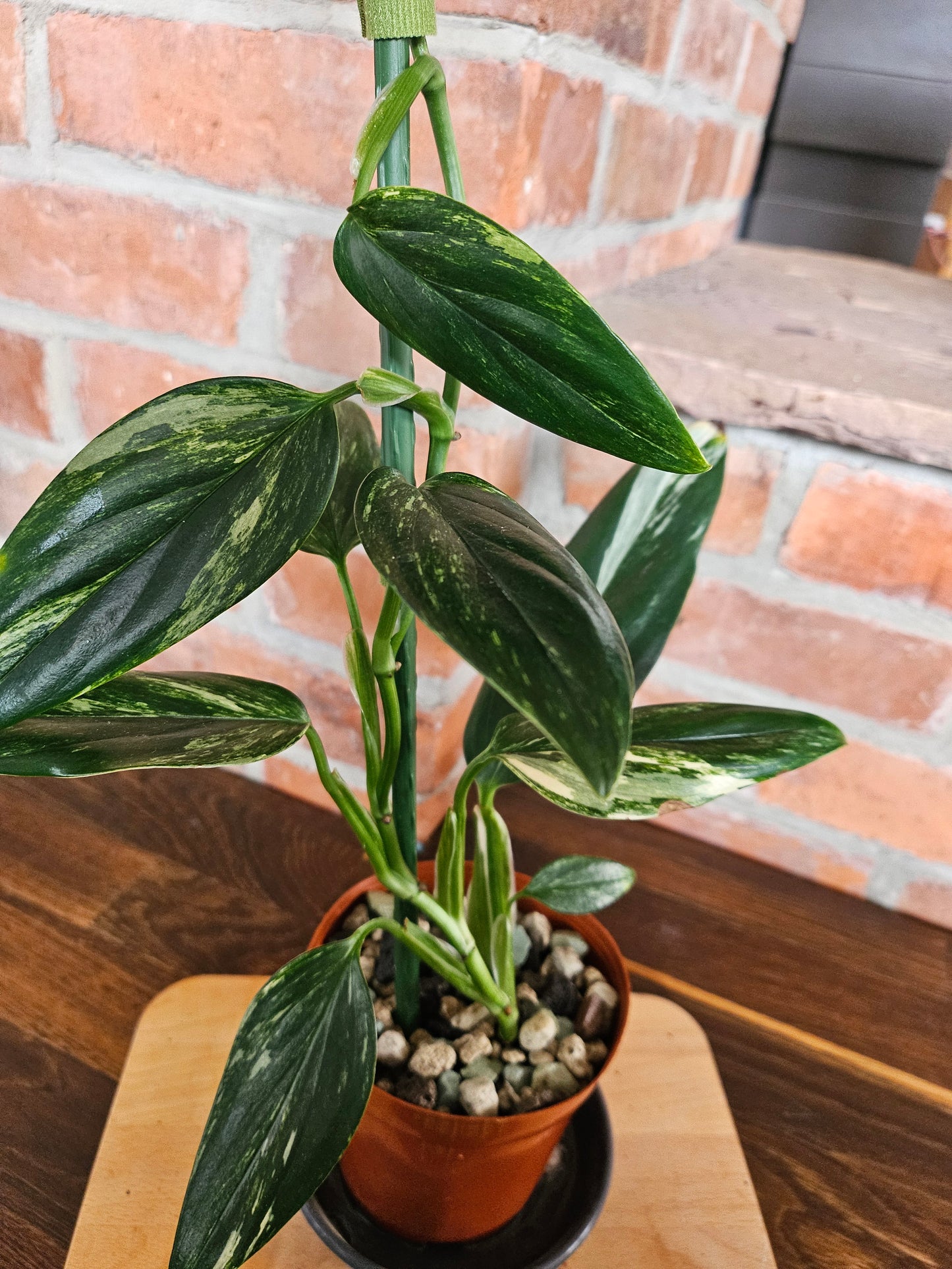 Monstera Standleyana aurea variegta Pflanze