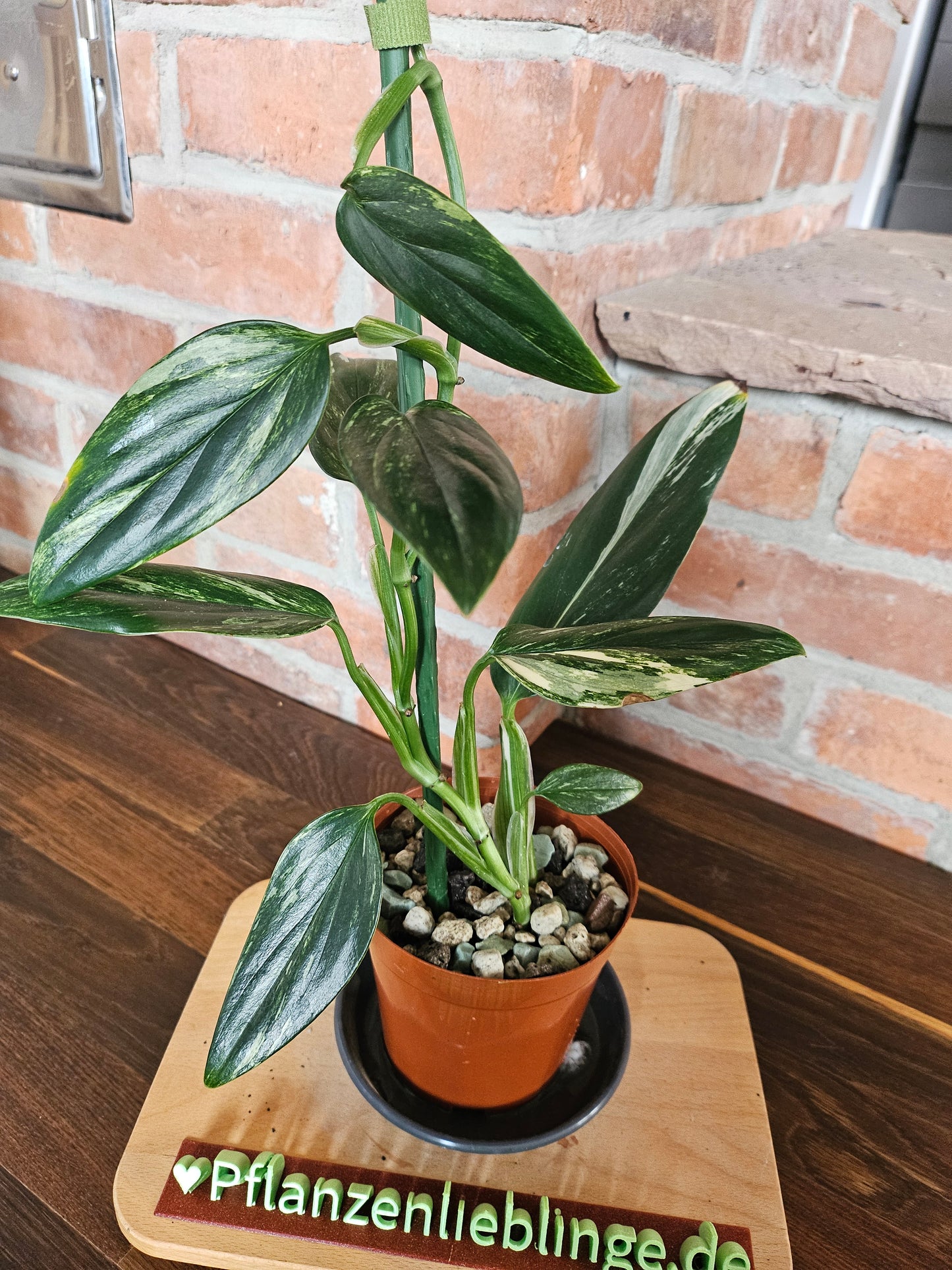 Monstera Standleyana aurea variegta Pflanze